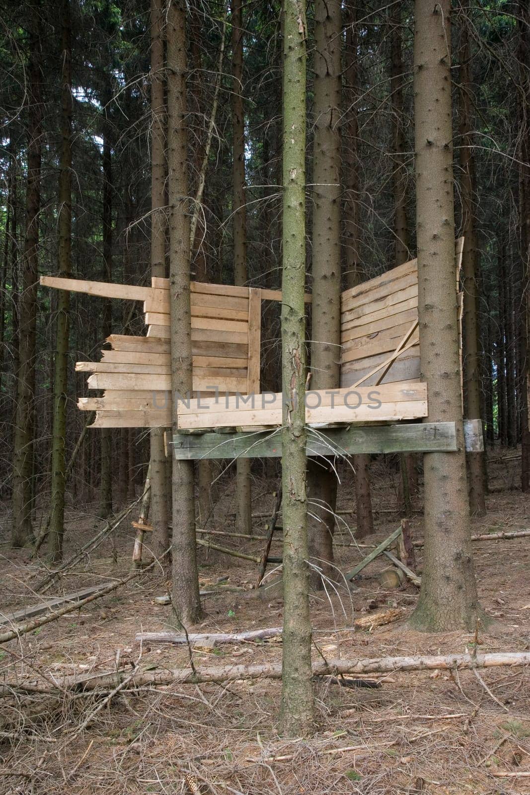 Treehouse in the forest