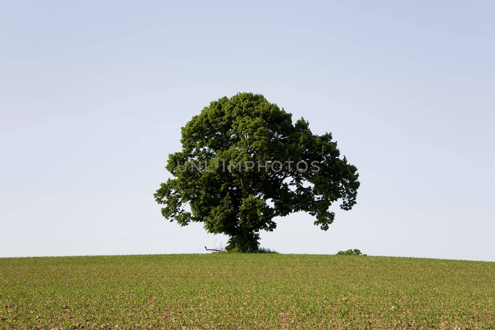Linden tree in the meadow