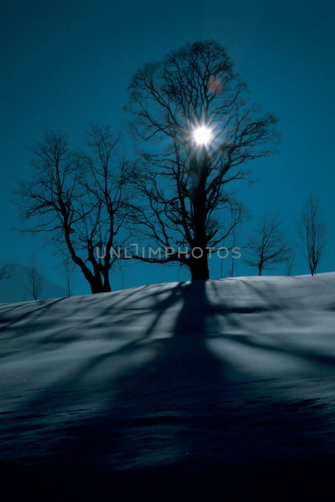Tree in the snow and backlight