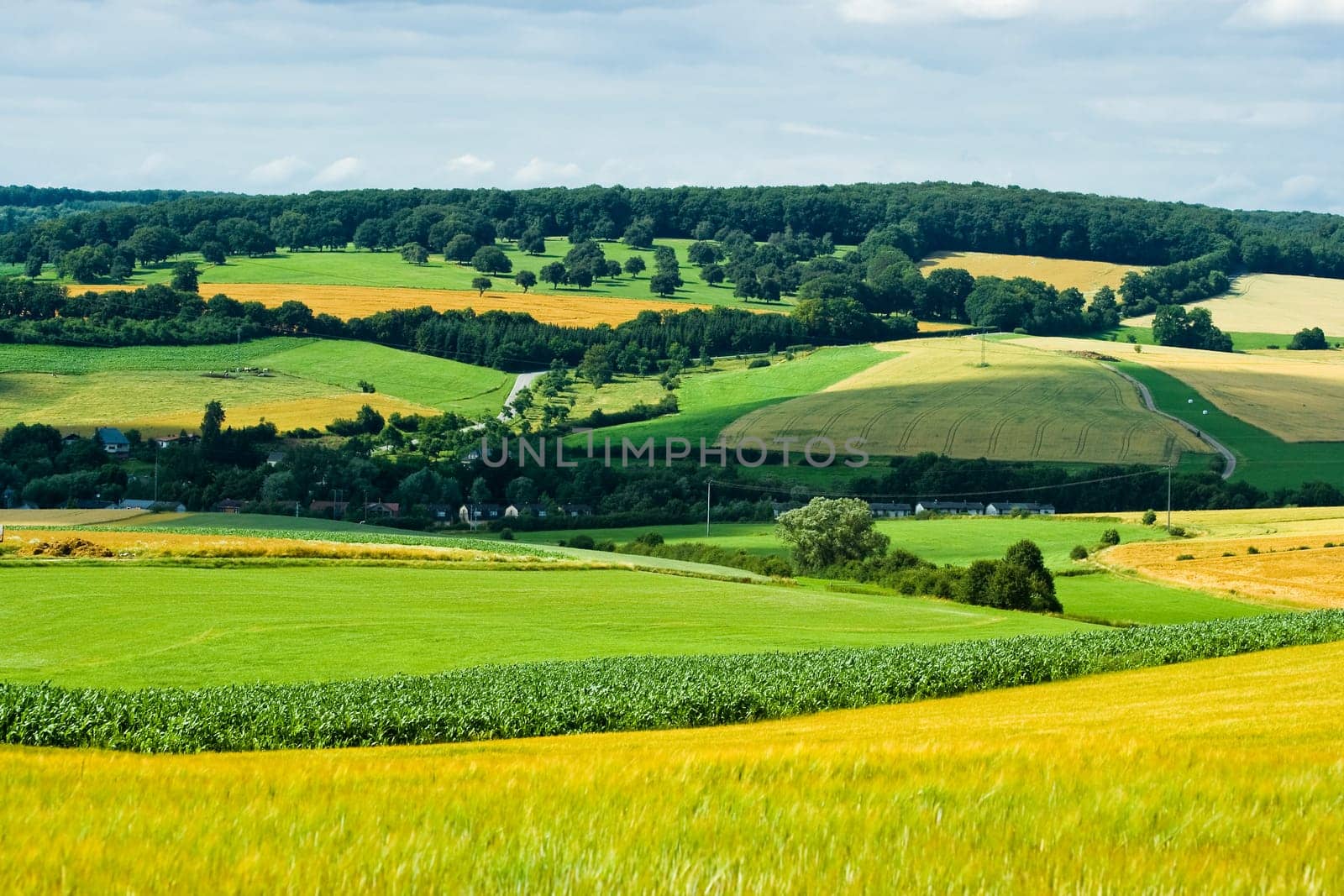 Agricultural landscape in summer