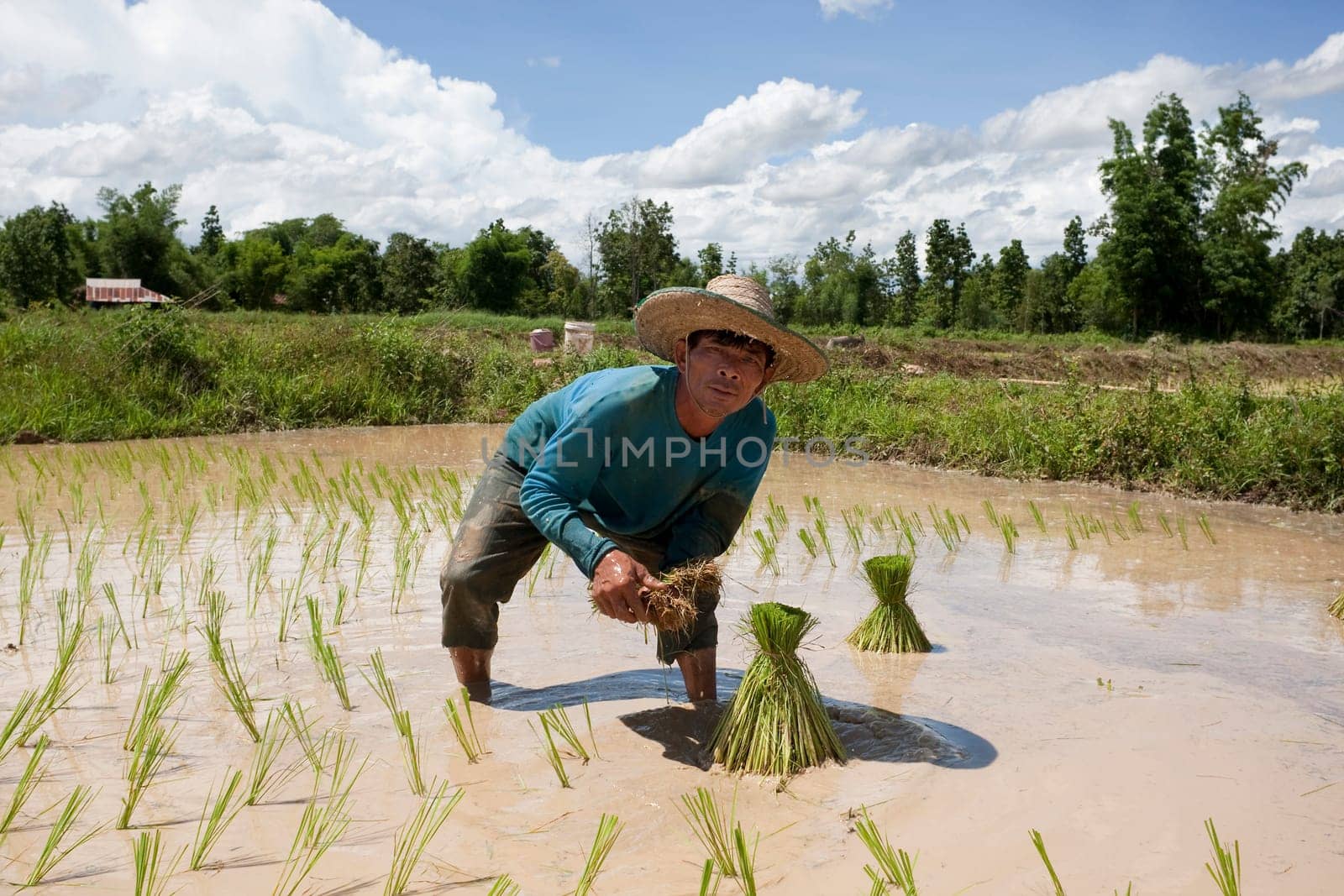 Asian woman working at rice field,Asia