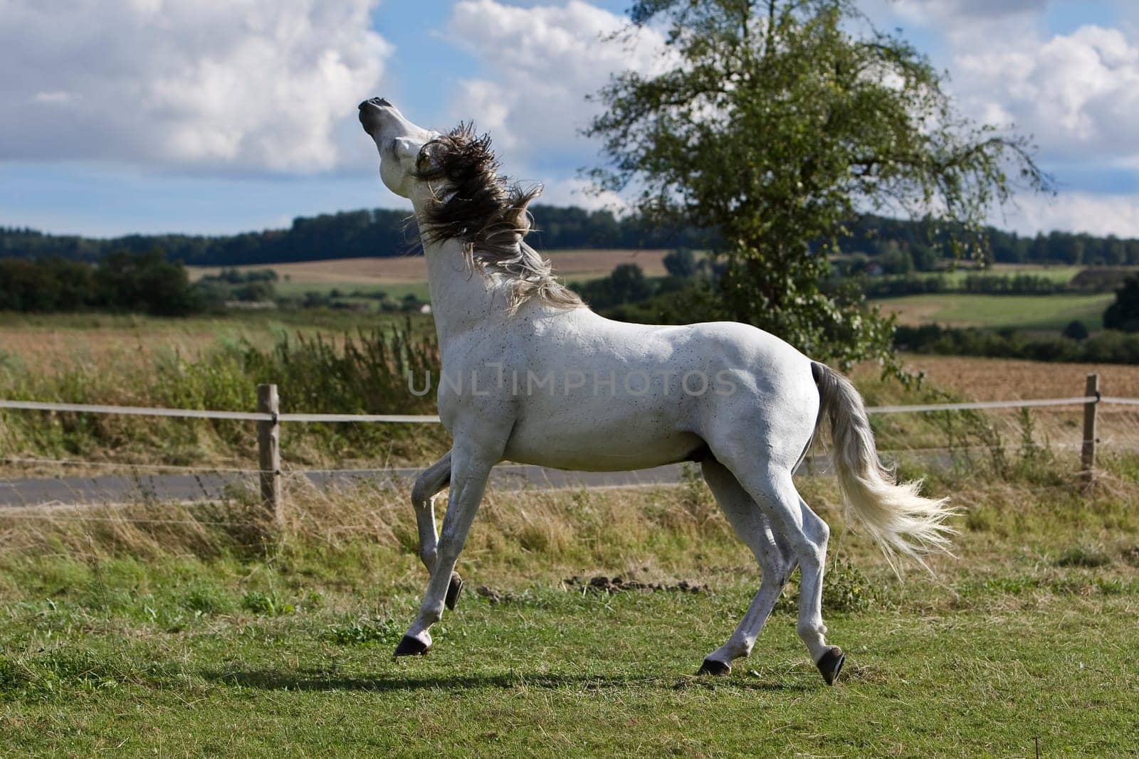PRE Stallion