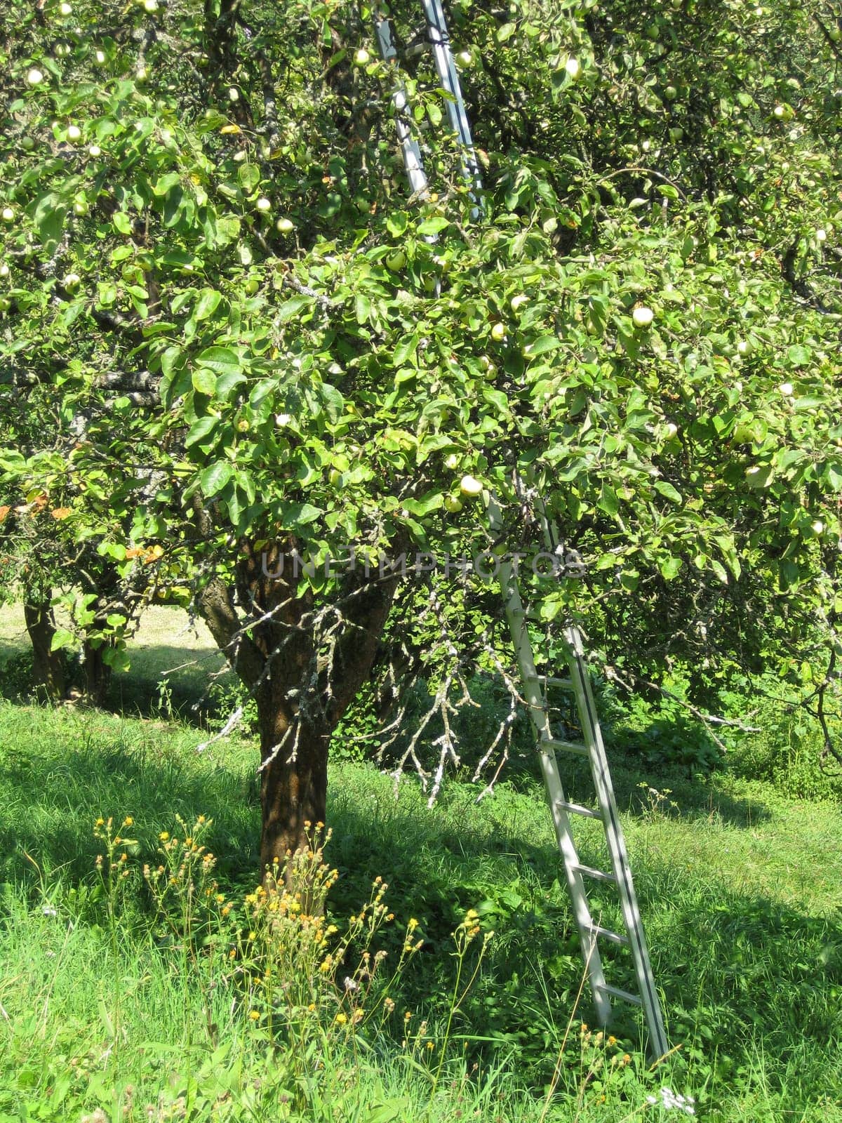 Harvesting apples