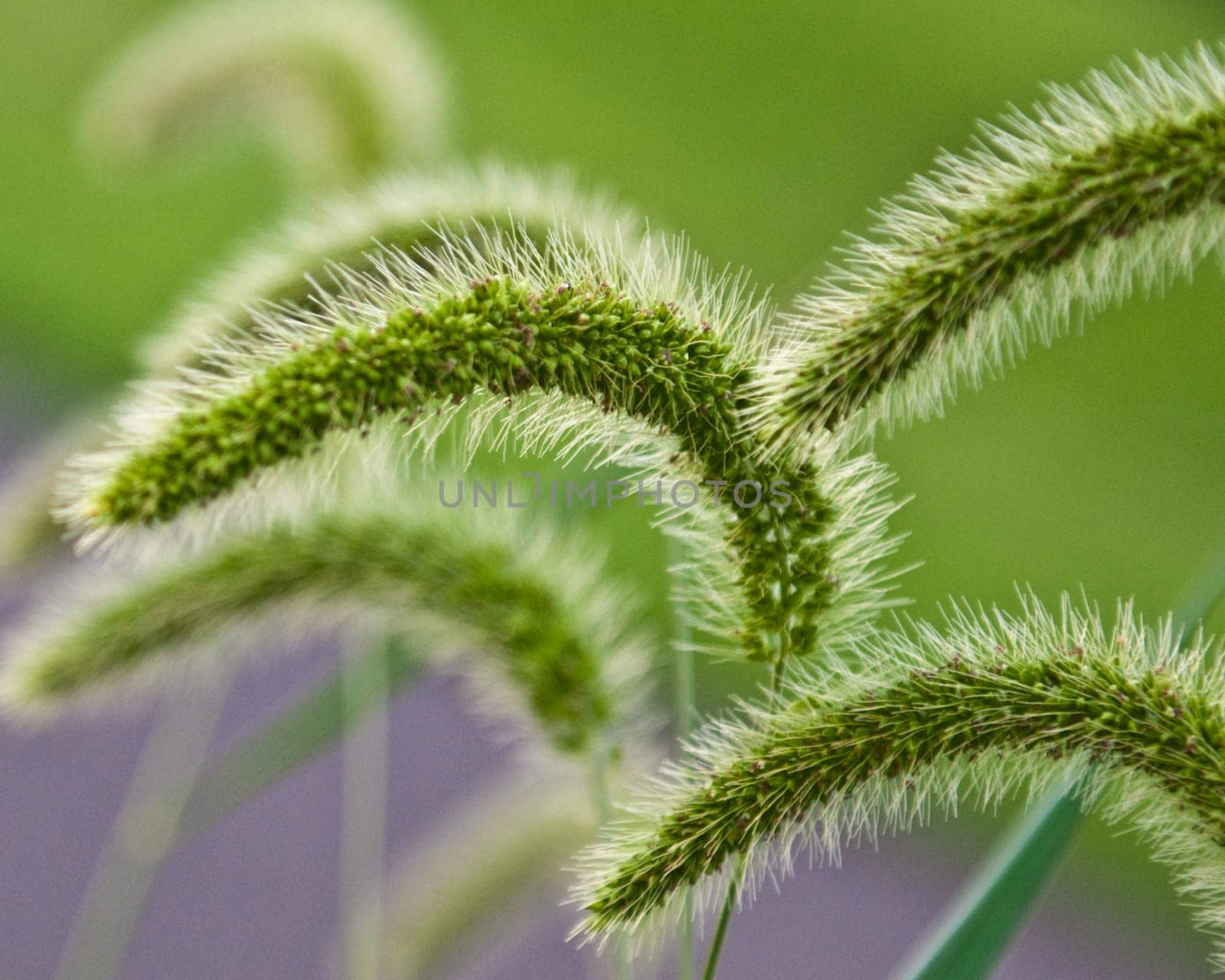 Wheat Grass