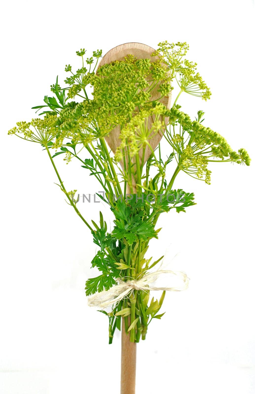 blooming parsley