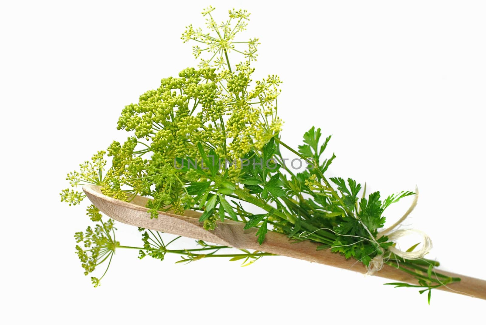 blooming parsley