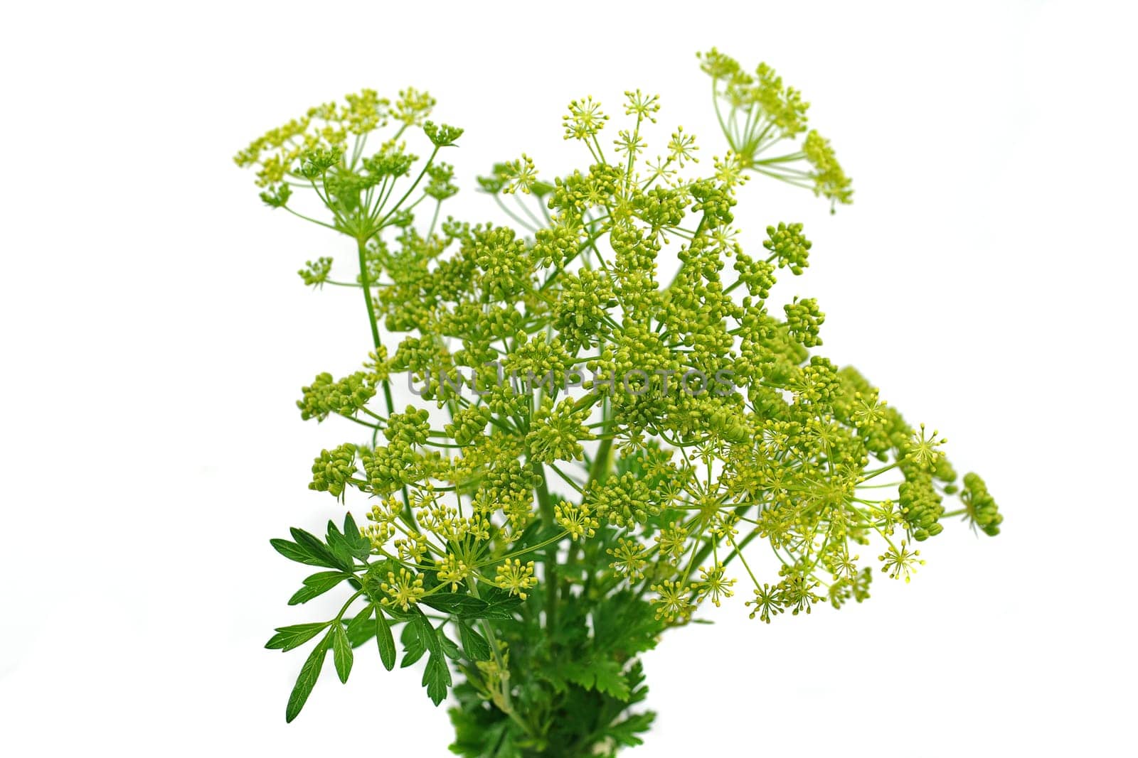 Parsley bunch