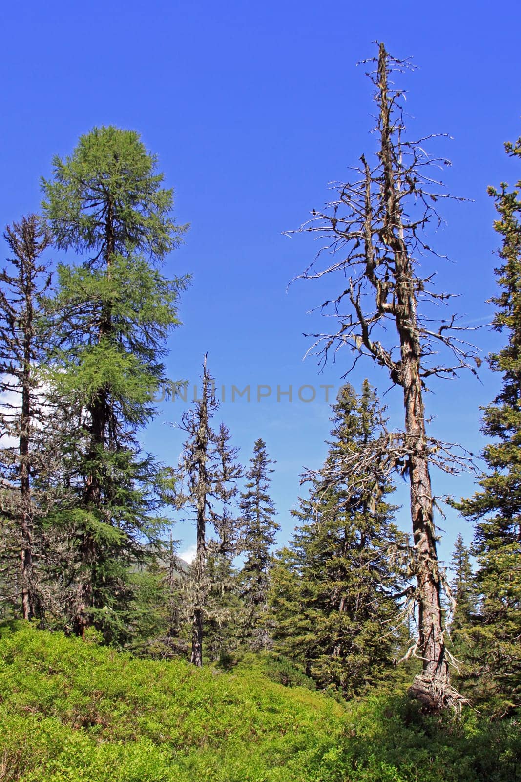 The Rauris Primeval Forest in the Hohe Tauern National Park is an archetypal blockfall forest. In the Rauris primeval forest there are over 300-year-old spruces,as well as centuries-old larches and stone pines,which are often overgrown with typical lichens. There are more than 80 bog ponds and