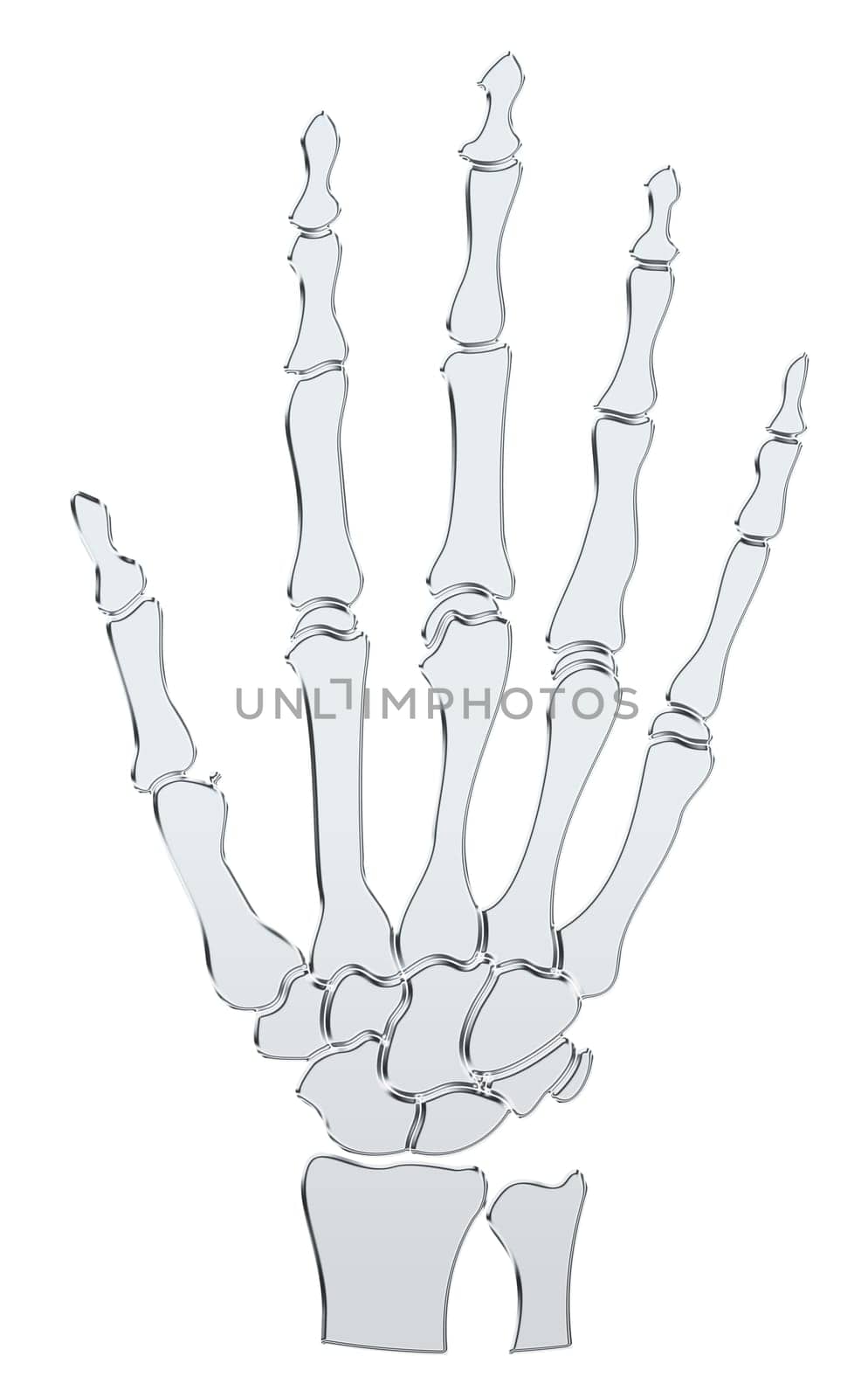 Skeleton - Hand