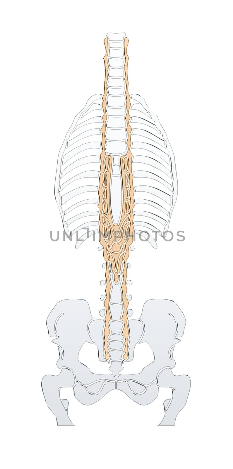 human skeleton