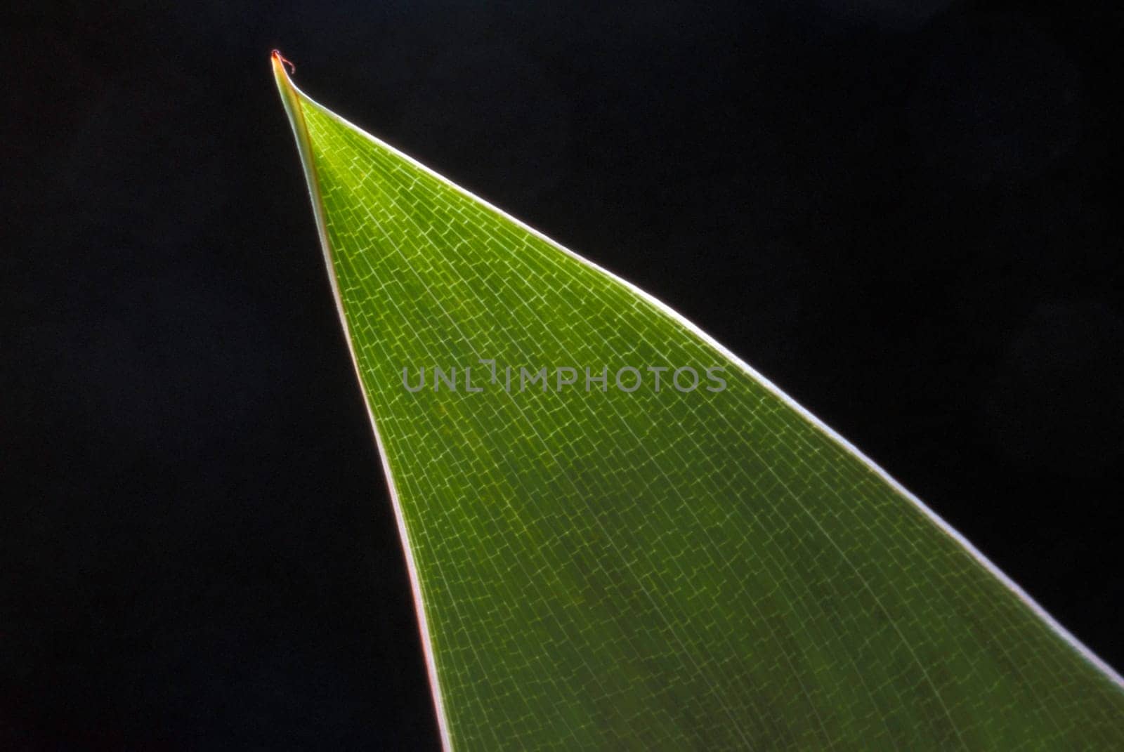 Leaf of a Strelitzia in backlight