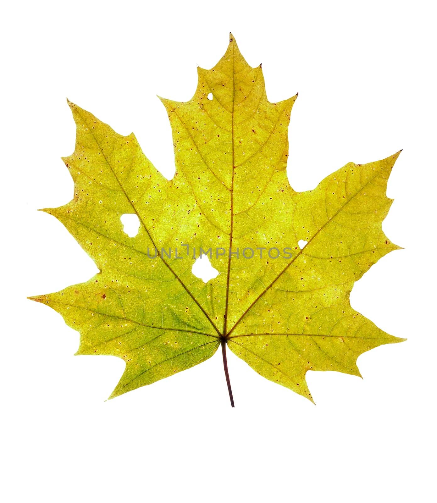 autumn leaf