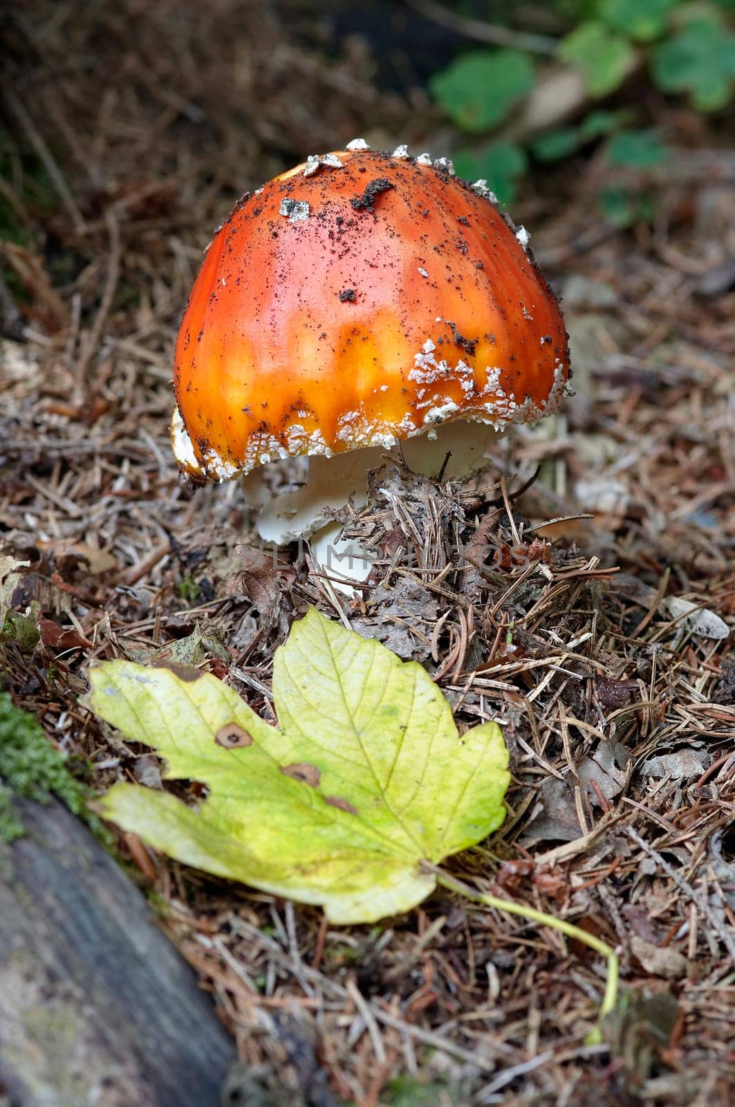 fly amanita