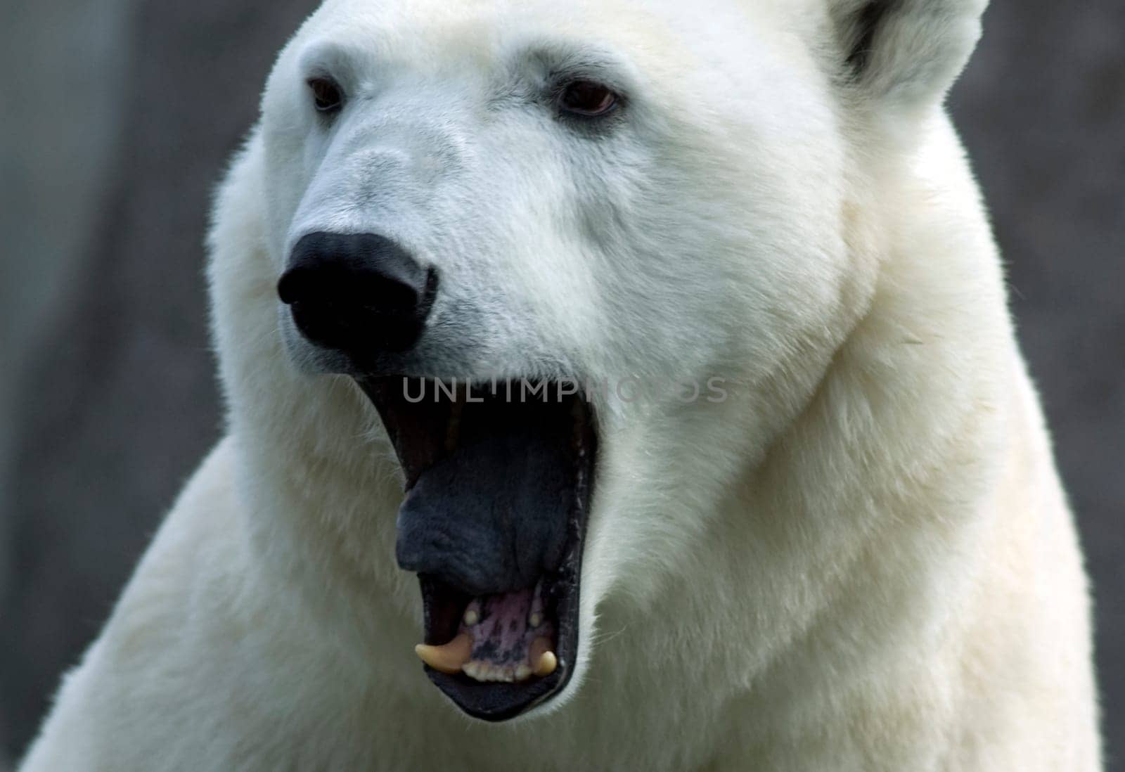 Roaring Polar Bear (Ursus maritimus)