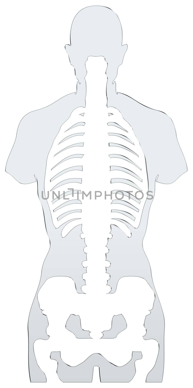 Skeleton