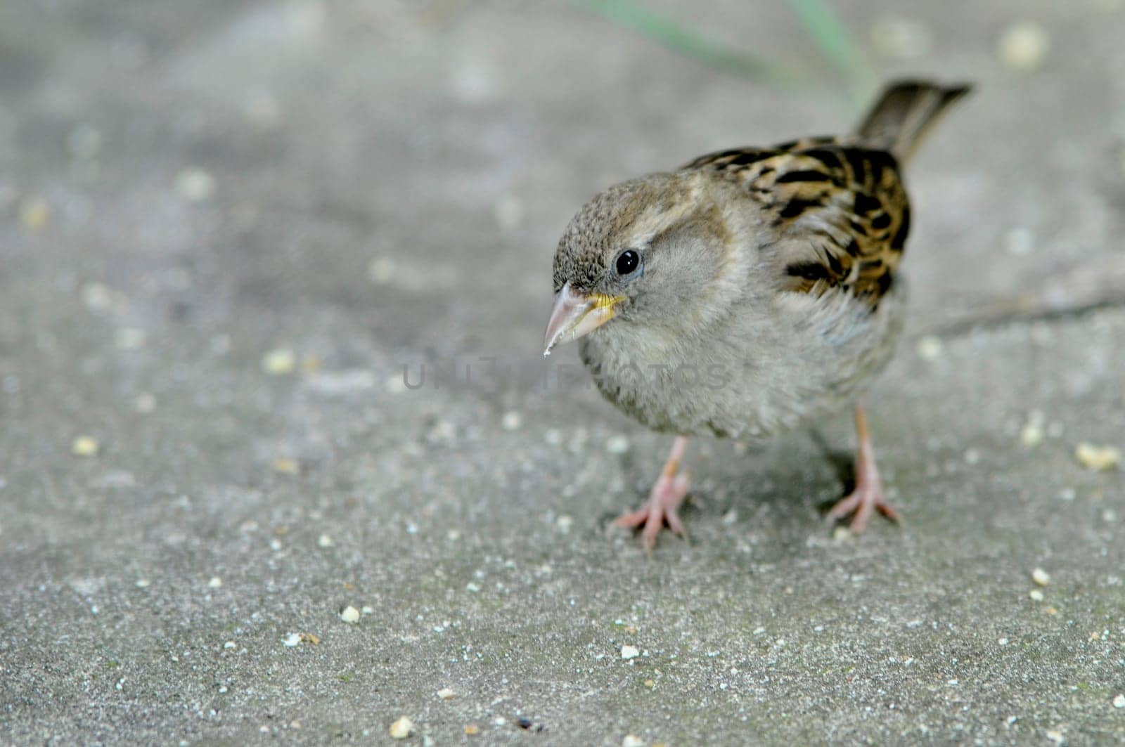 Sparrow near