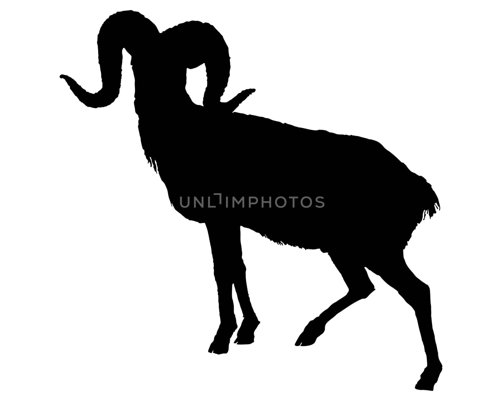 The black silhouette of a ram