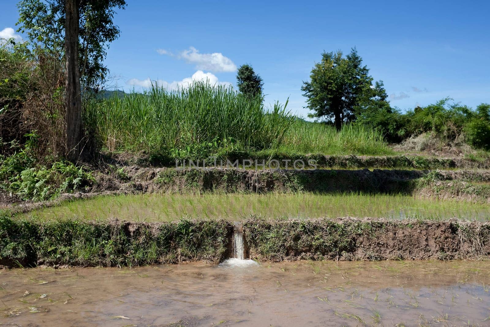 Rice field in Laos,Asia