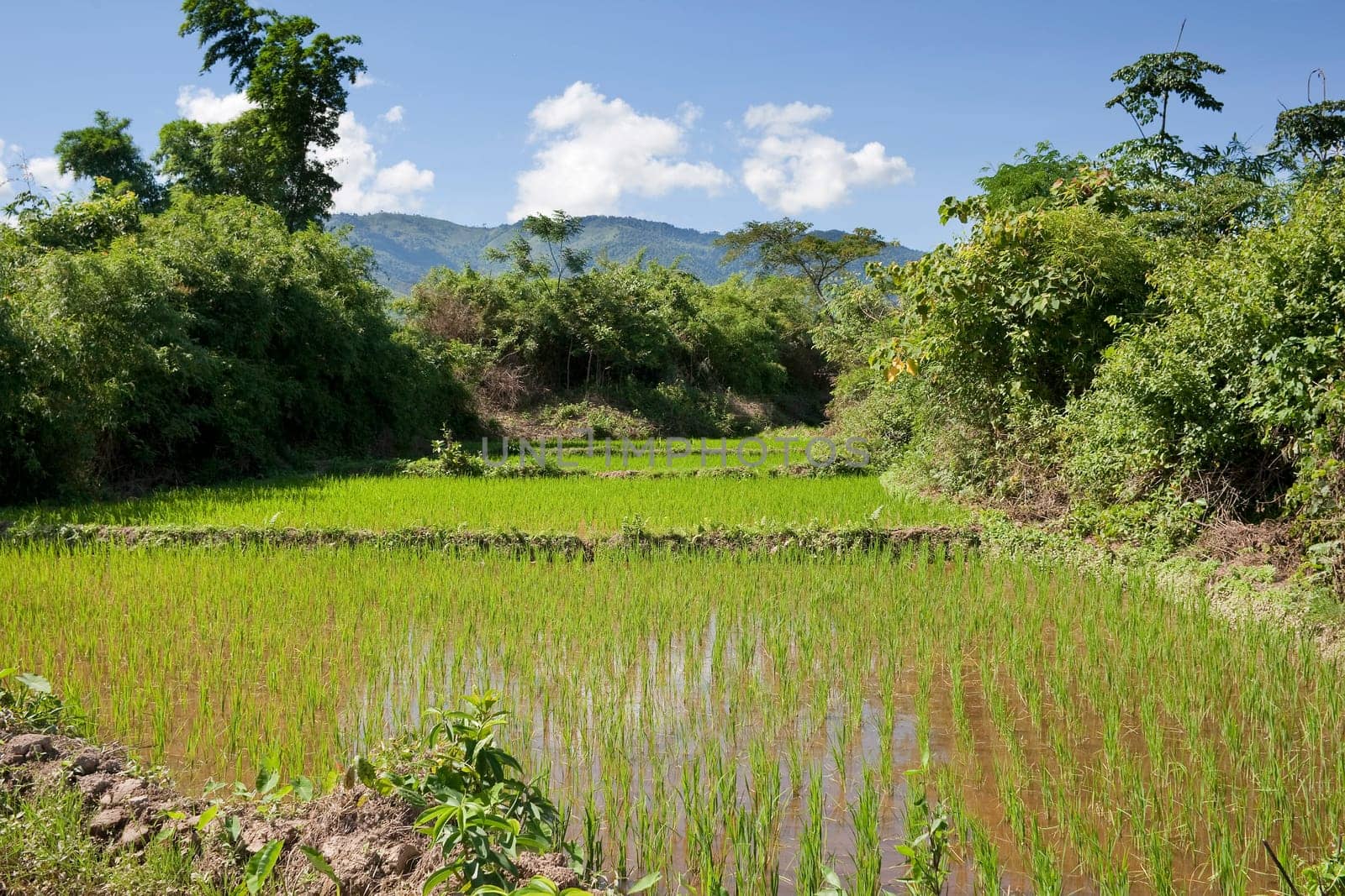 Rice field in Laos,Asia