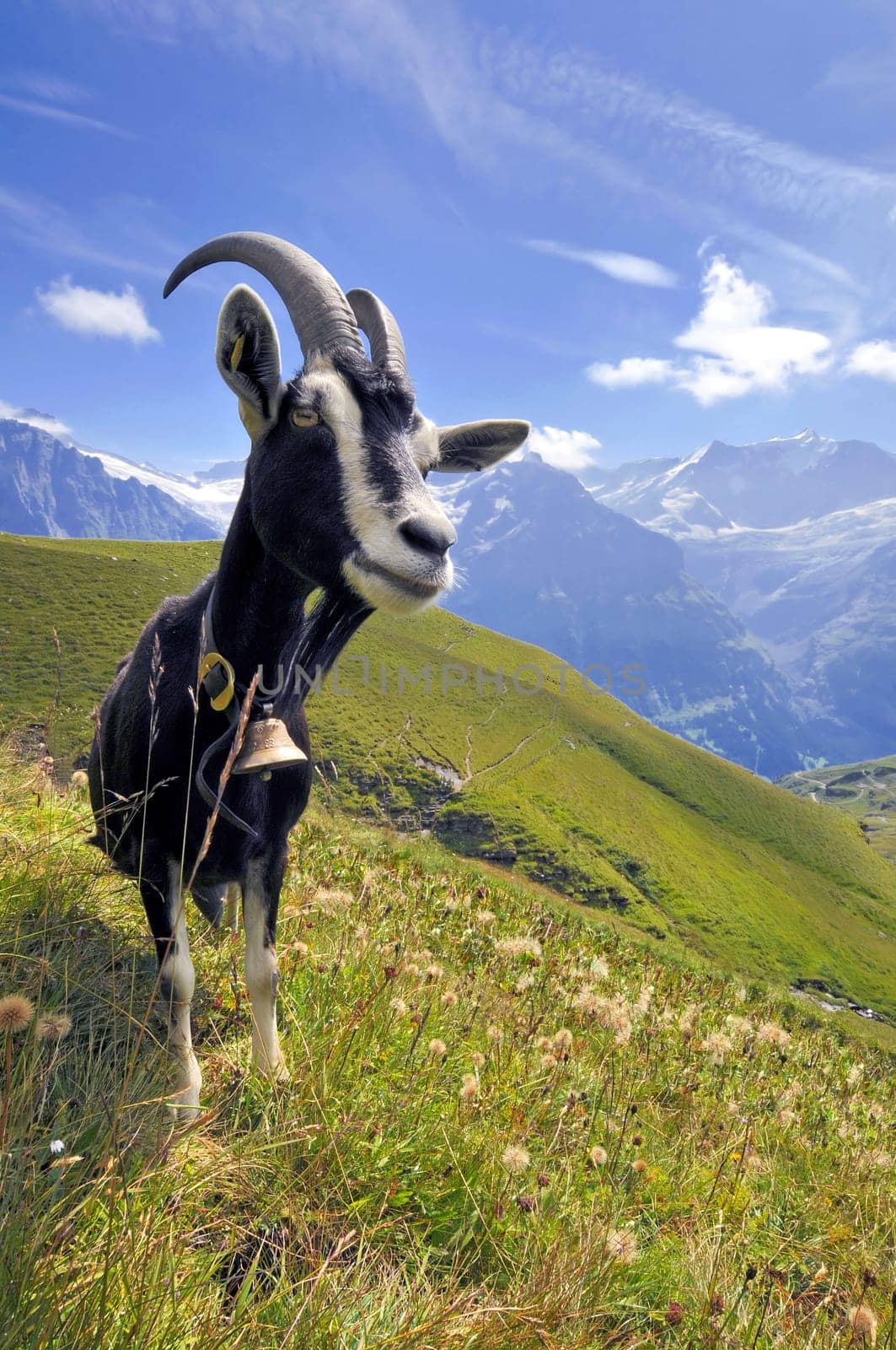 Mountain Goat