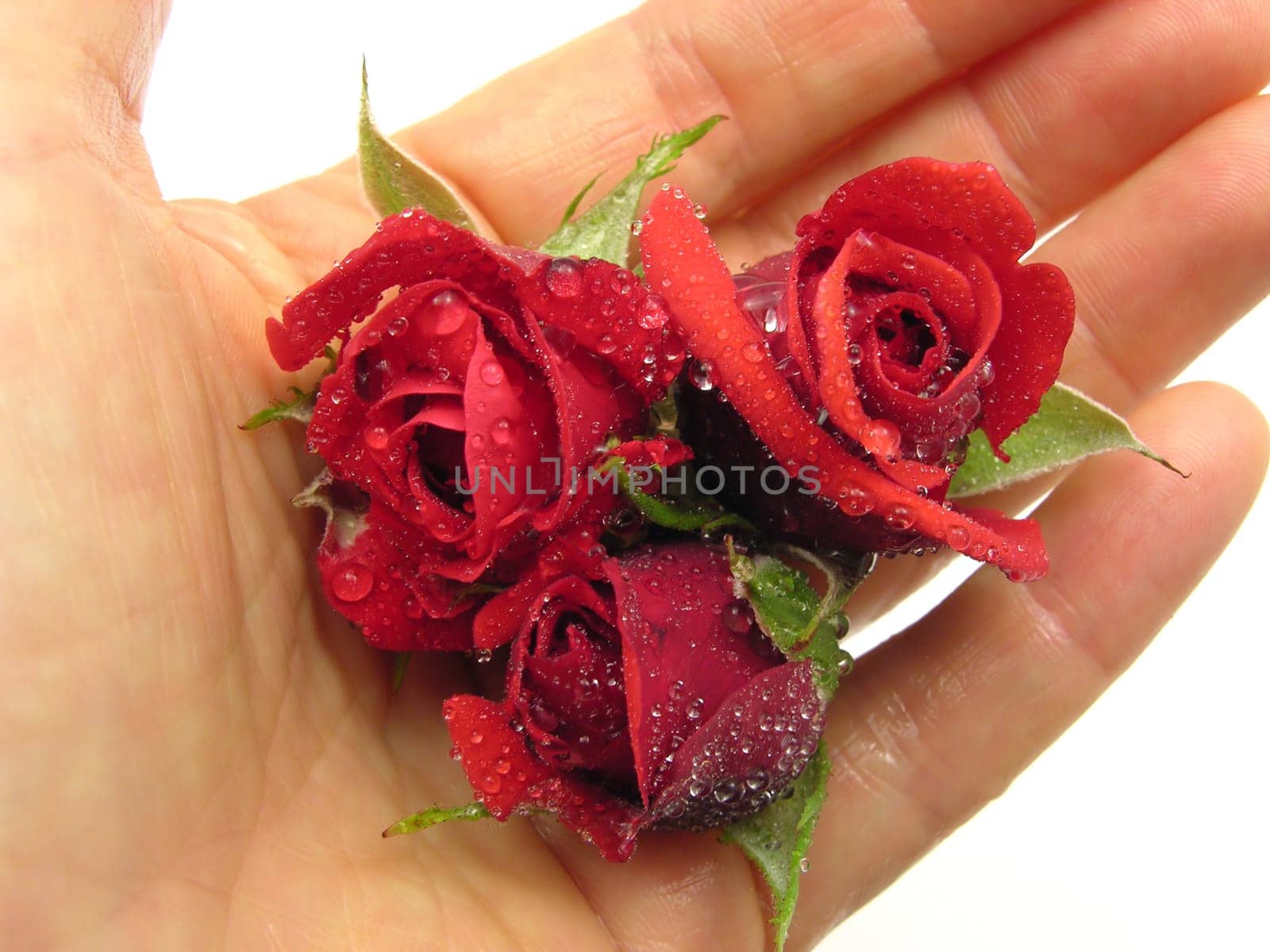 Three rose petals in an open hand