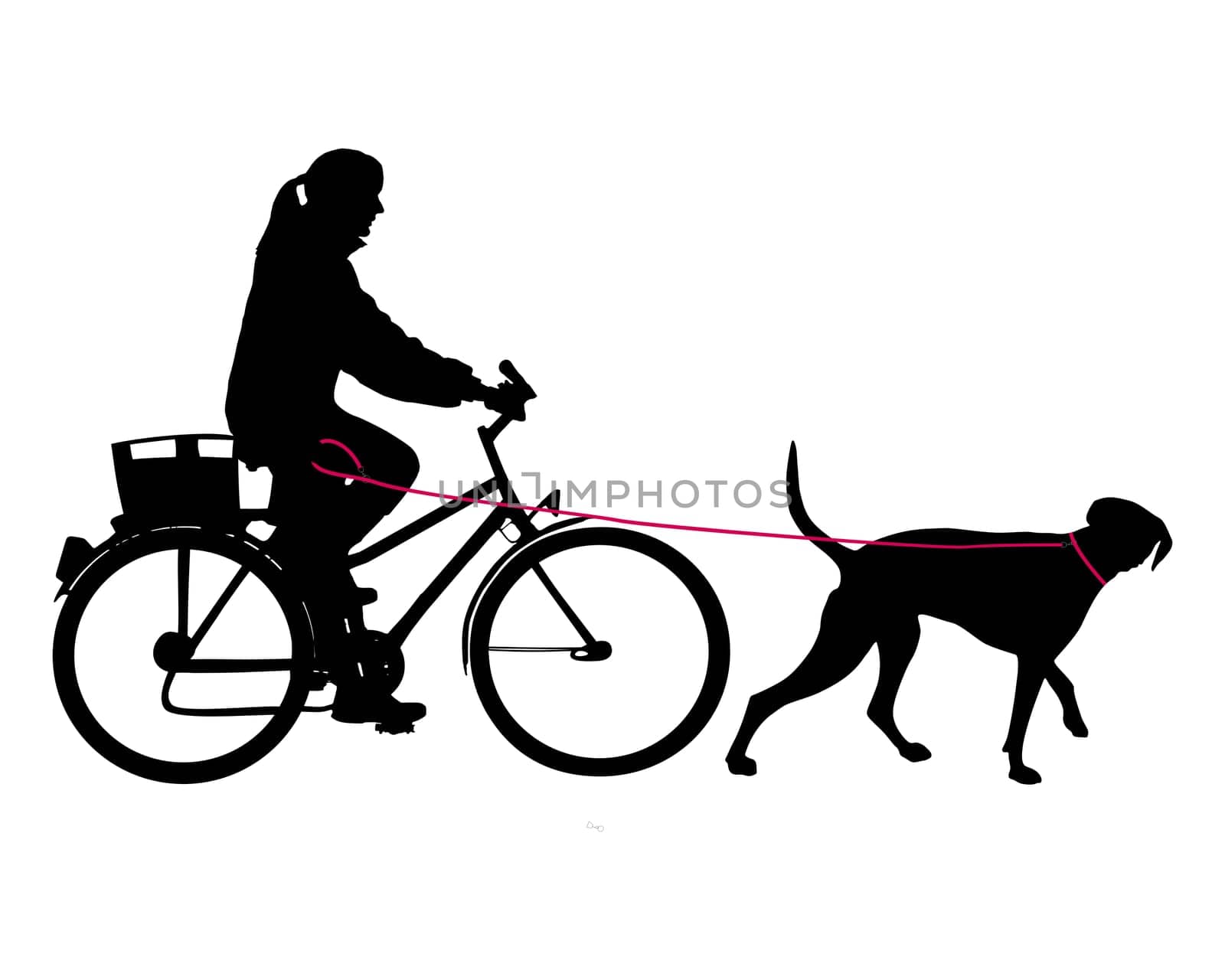 Cyclist with dog on leash