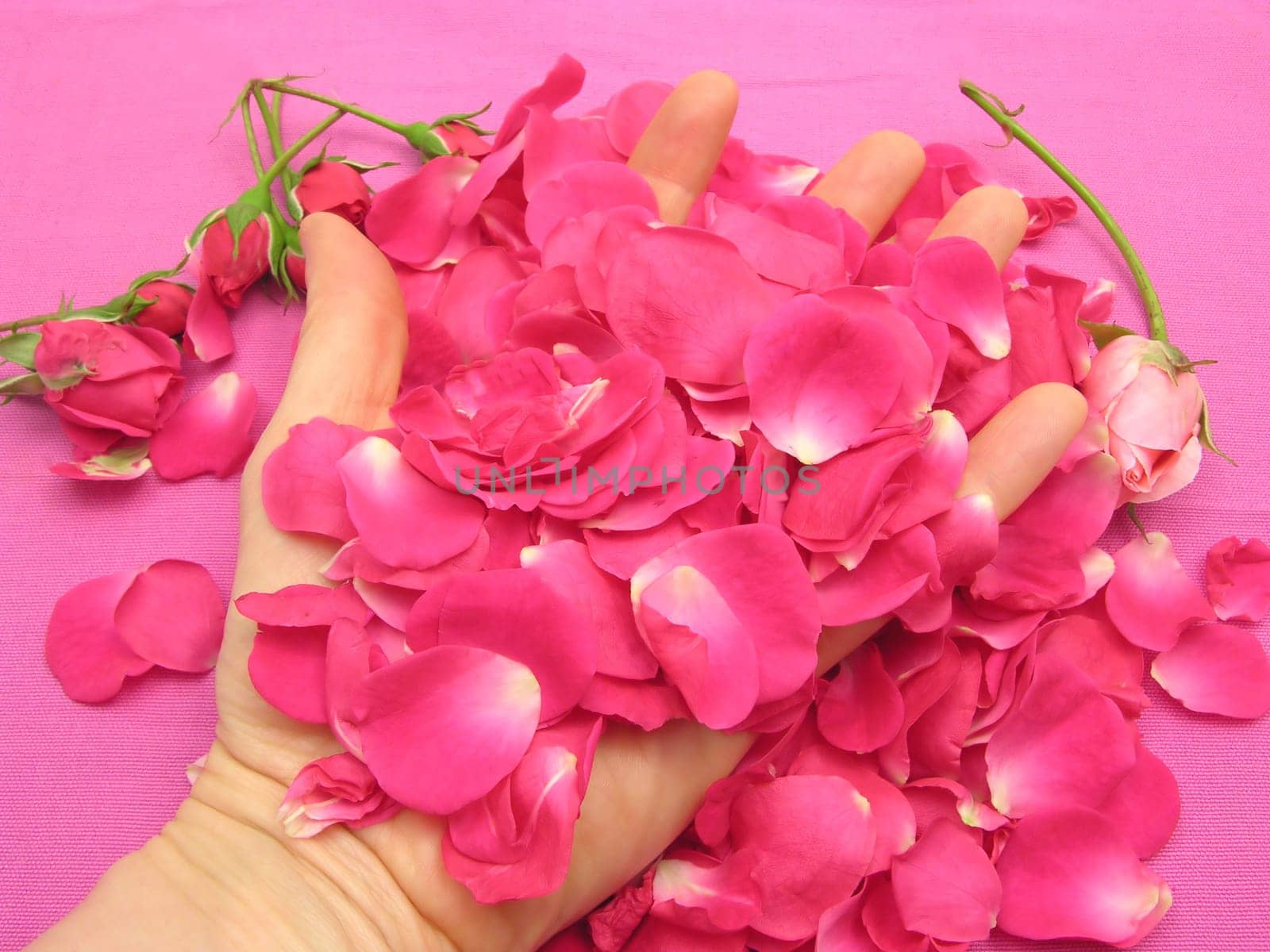 Pink rosebuds in open hand