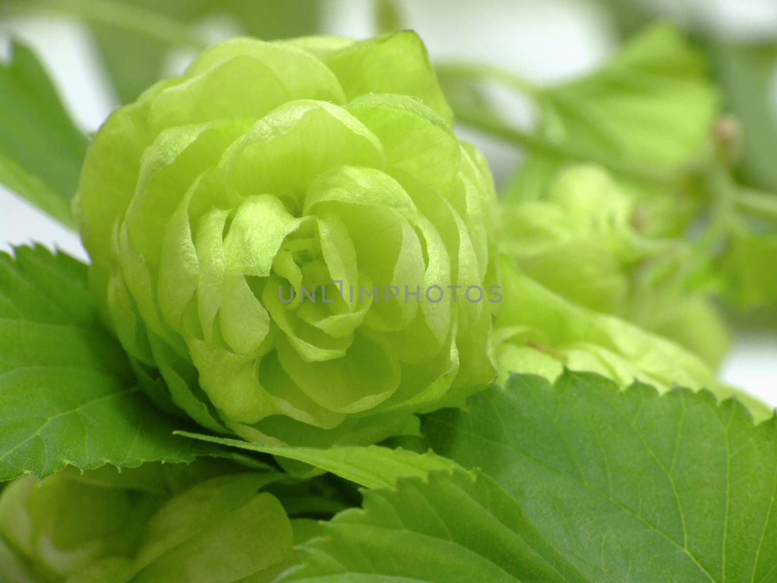 Hops (Humulus Lupulus)