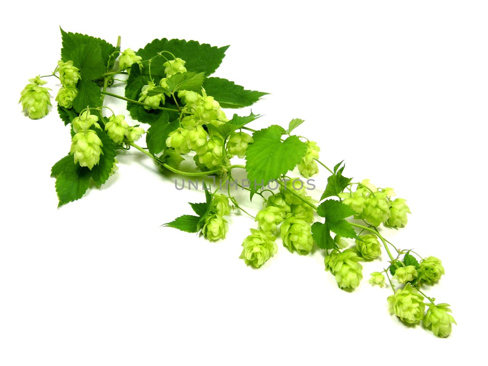 Hops (Humulus Lupulus)