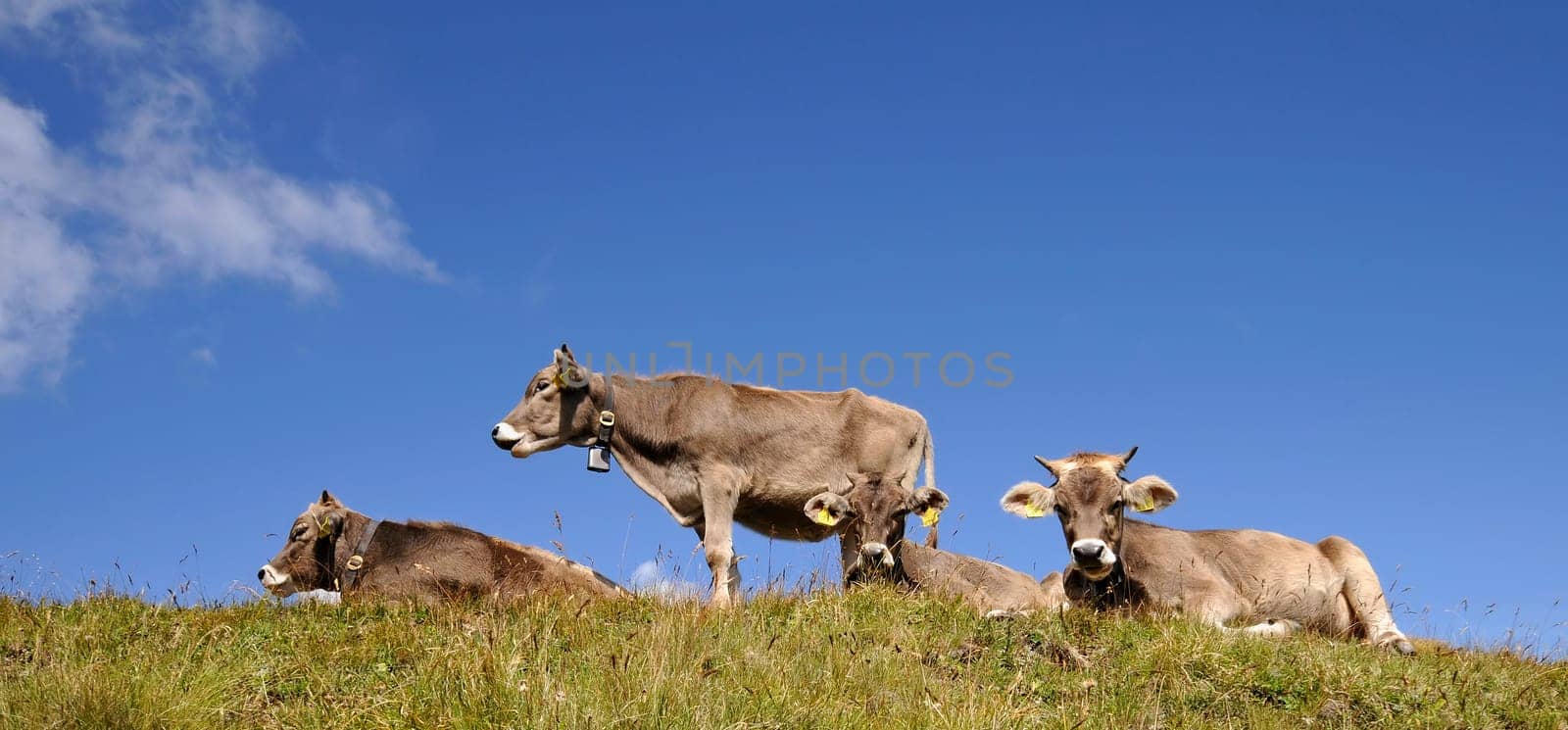 Alpine cow herd