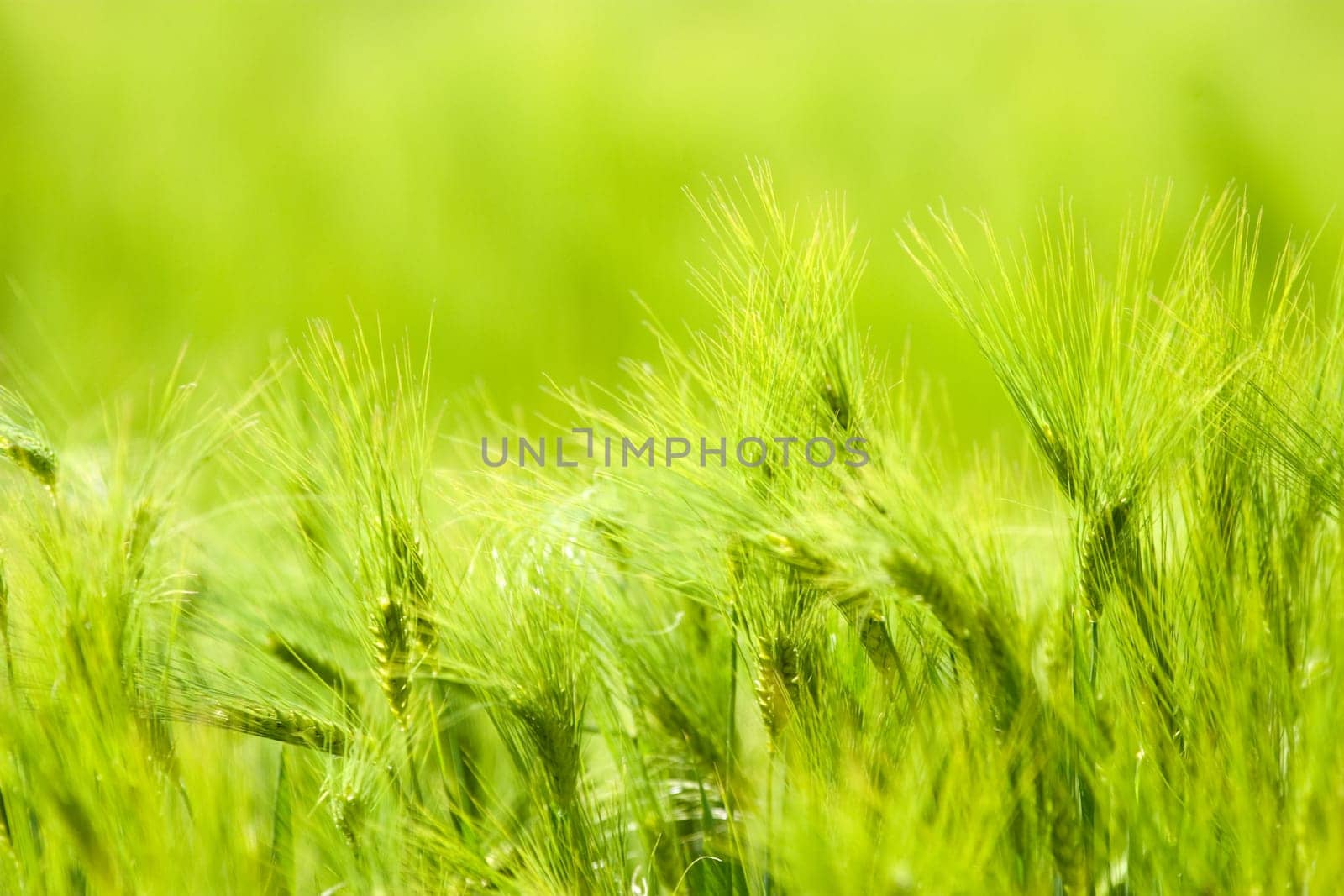 green tree