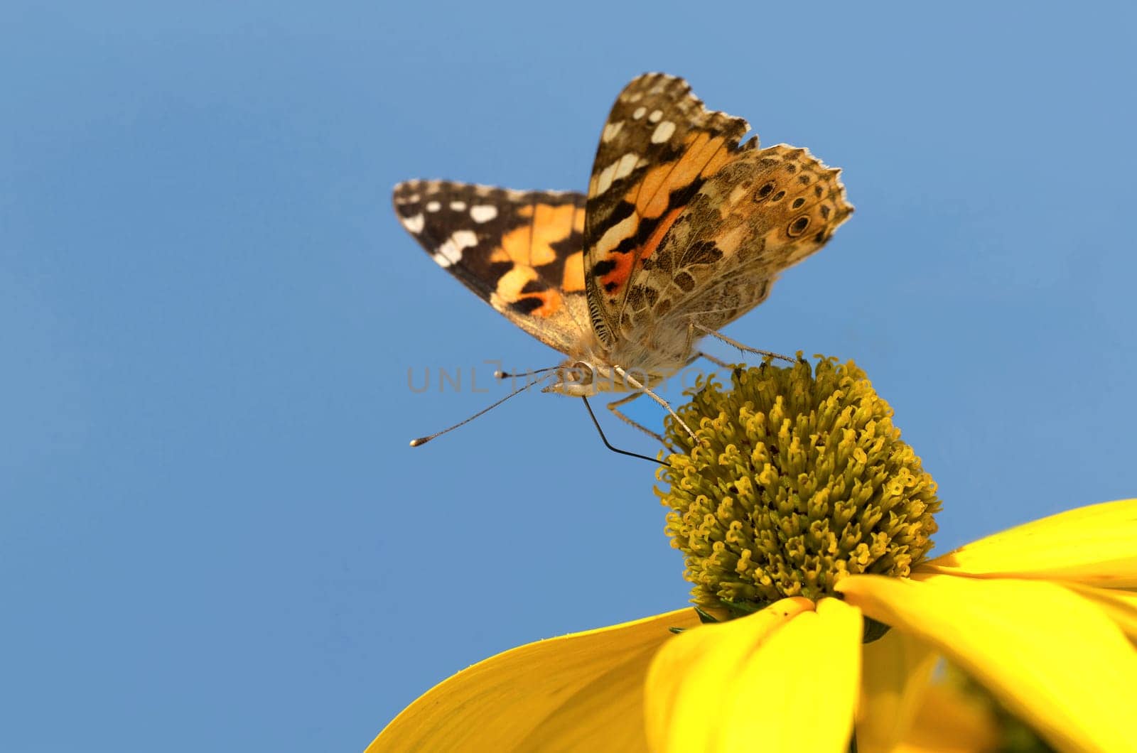 Painted Lady,Vanessa cardui