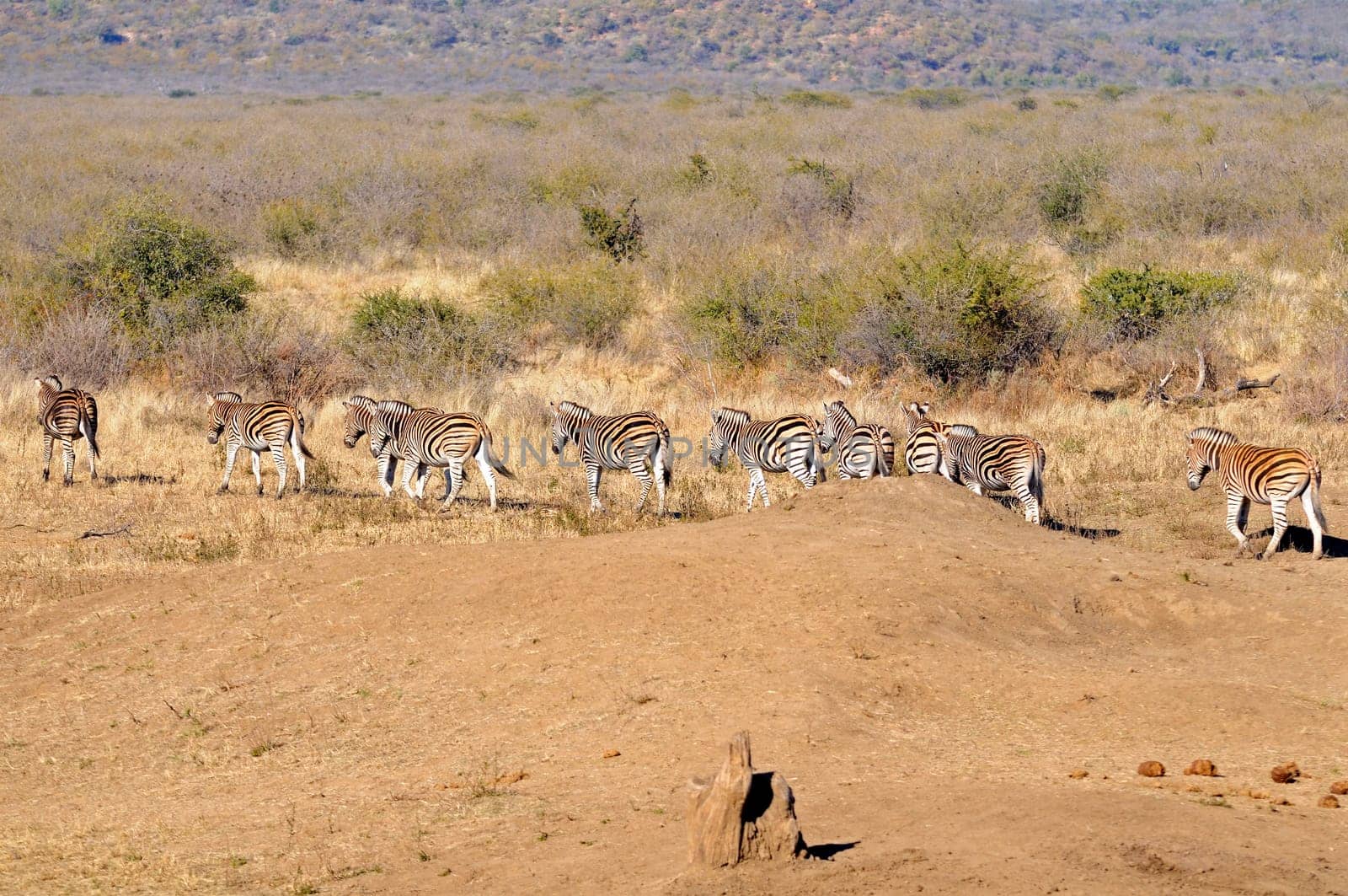 Steppe zebra,Equus burchelli,Madikwe Game Reserve,South Africa