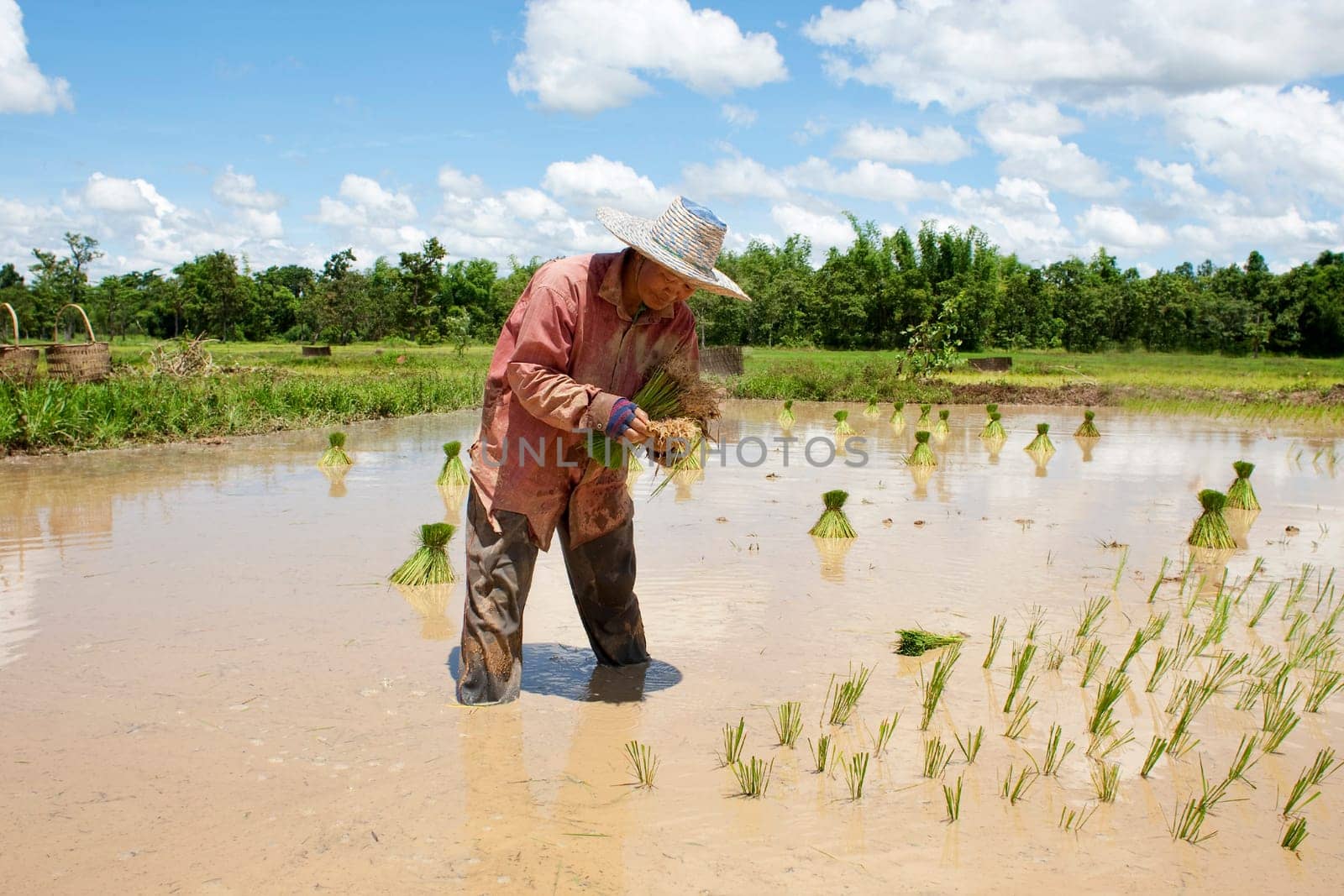 Asian woman at rice field,Thailand