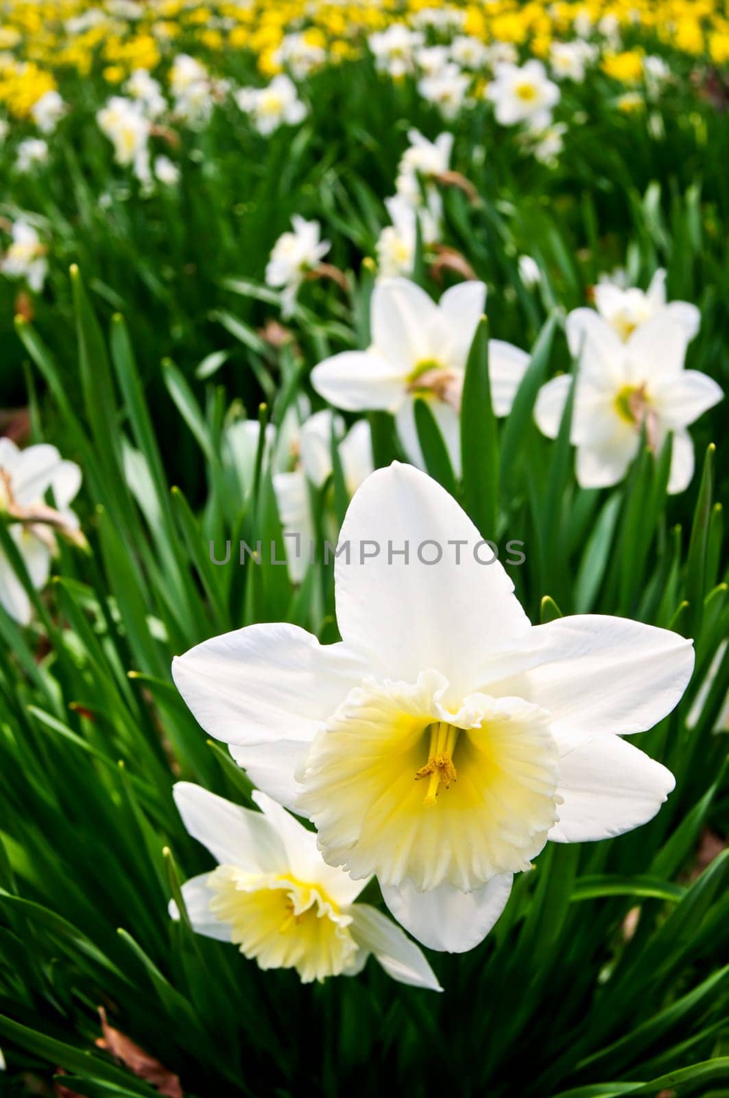 Daffodils