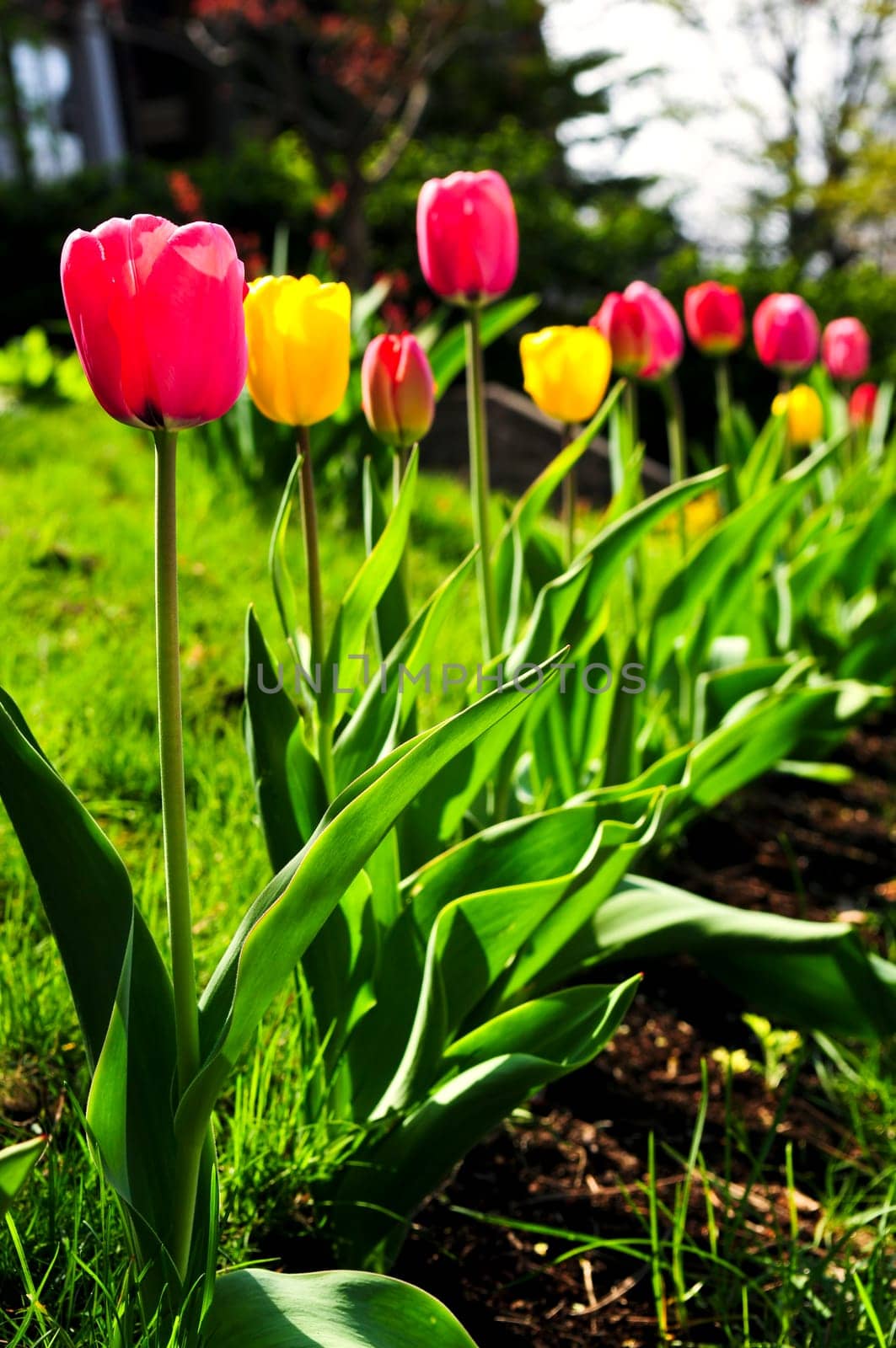 Tulips in spring garden