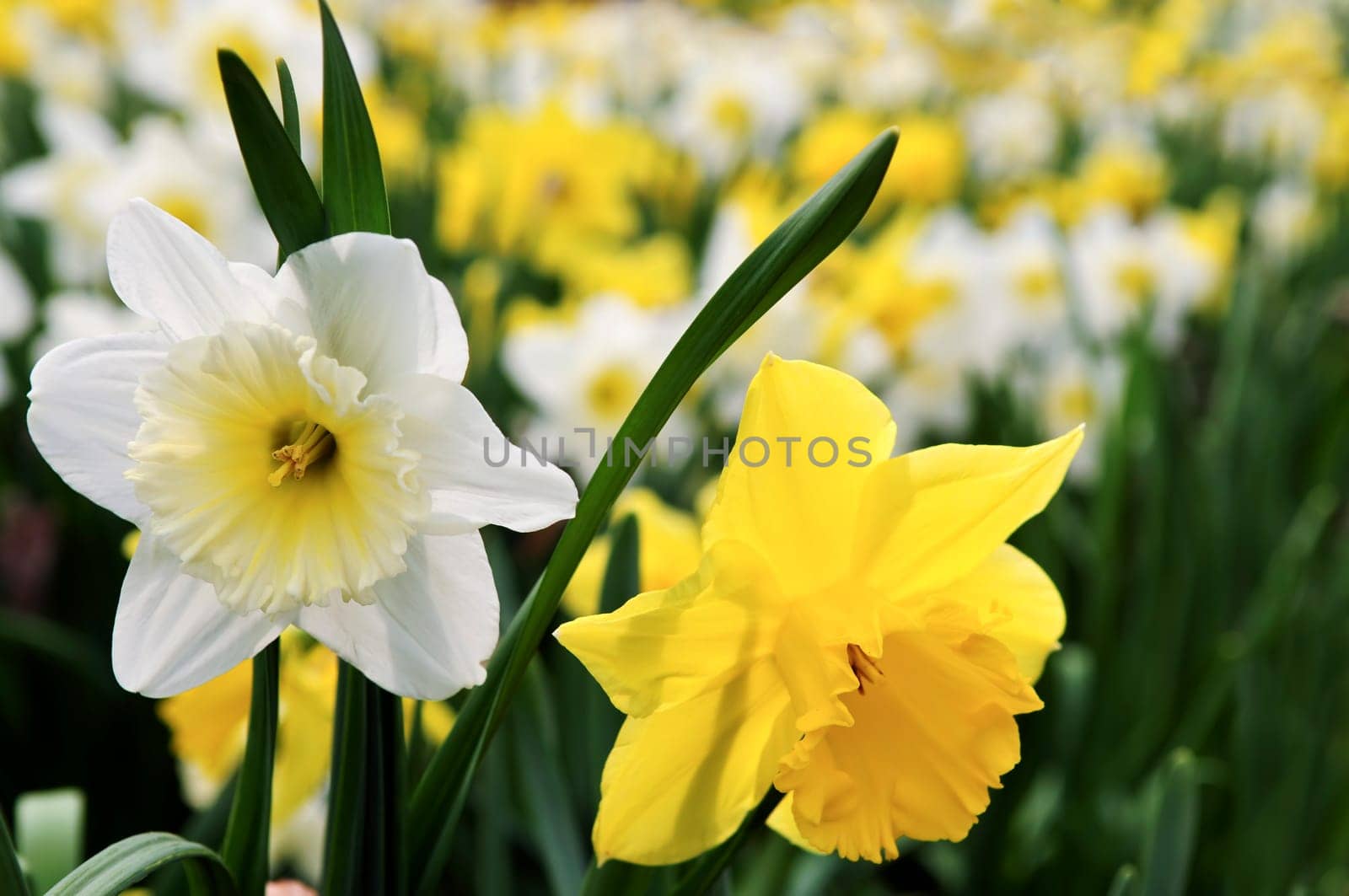 Daffodils