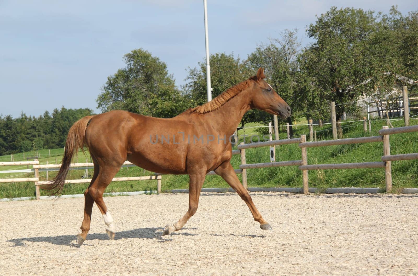 Trakehner