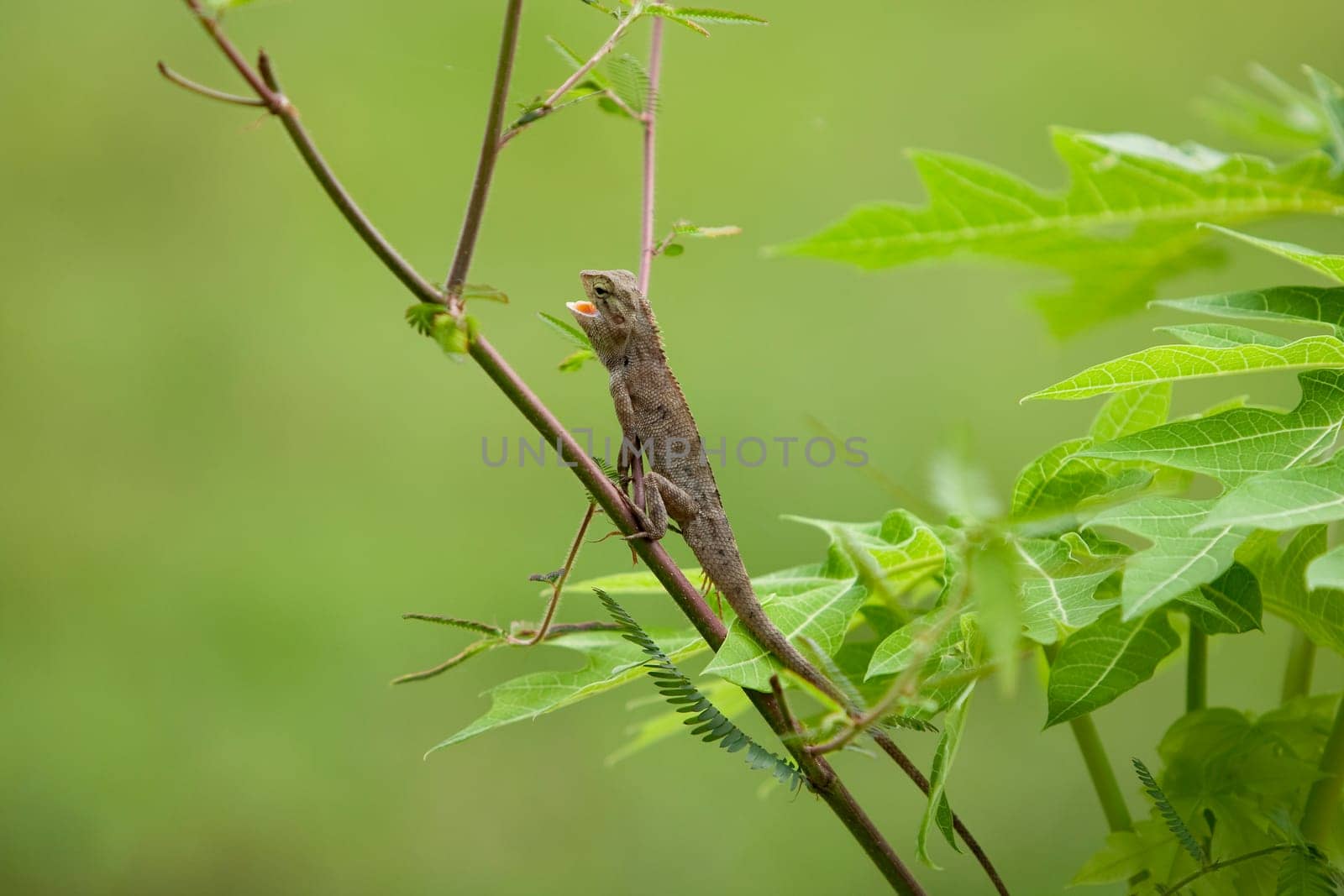 Lizard in nature
