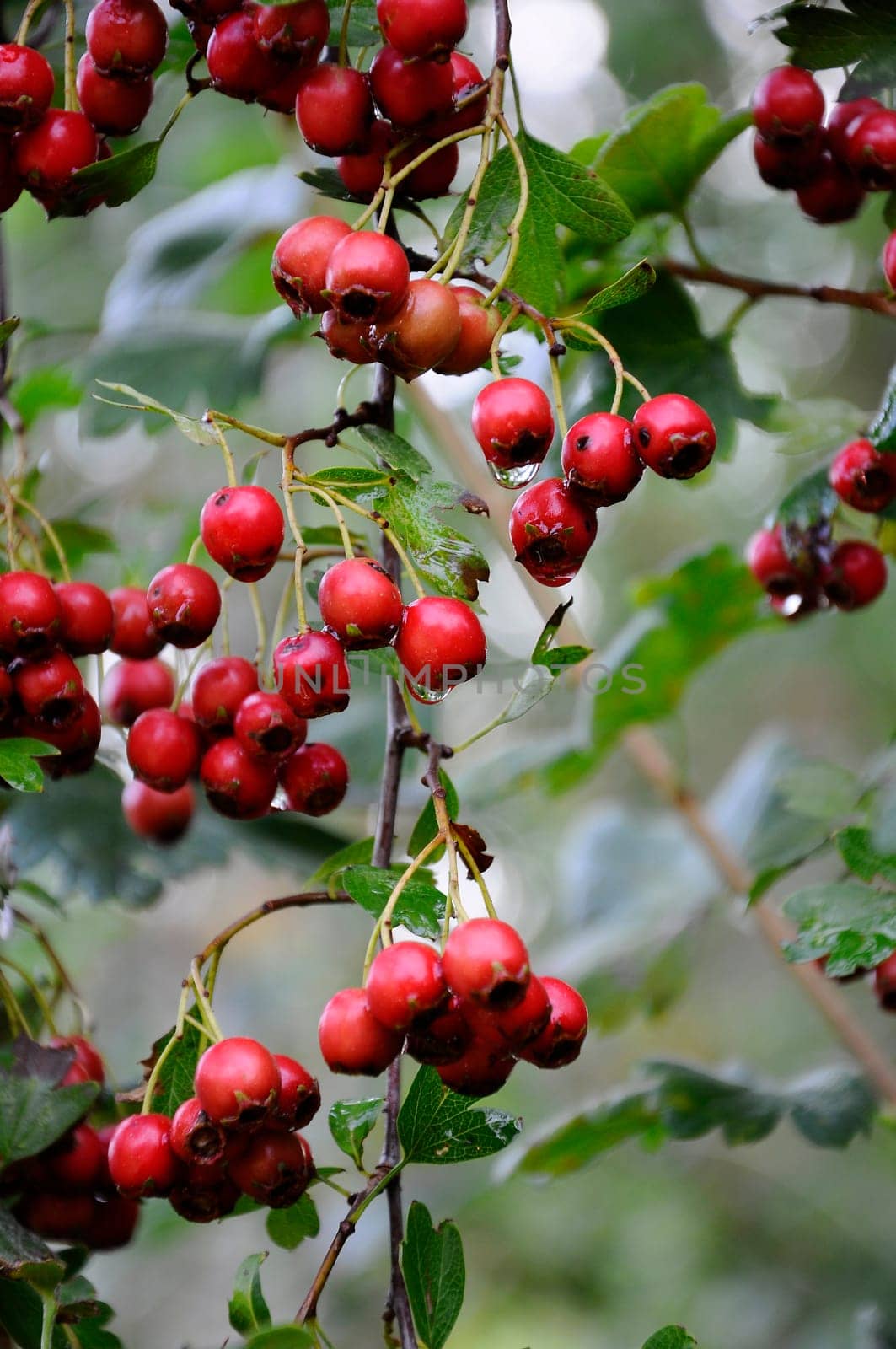 Invasive hawthorn,Crataegus monogyna - Homeopathy
