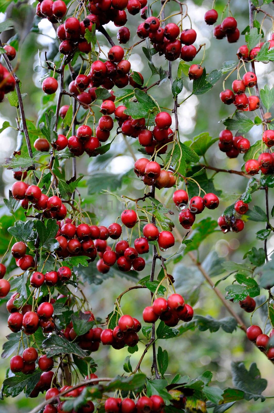Invasive hawthorn,Crataegus monogyna - Homeopathy