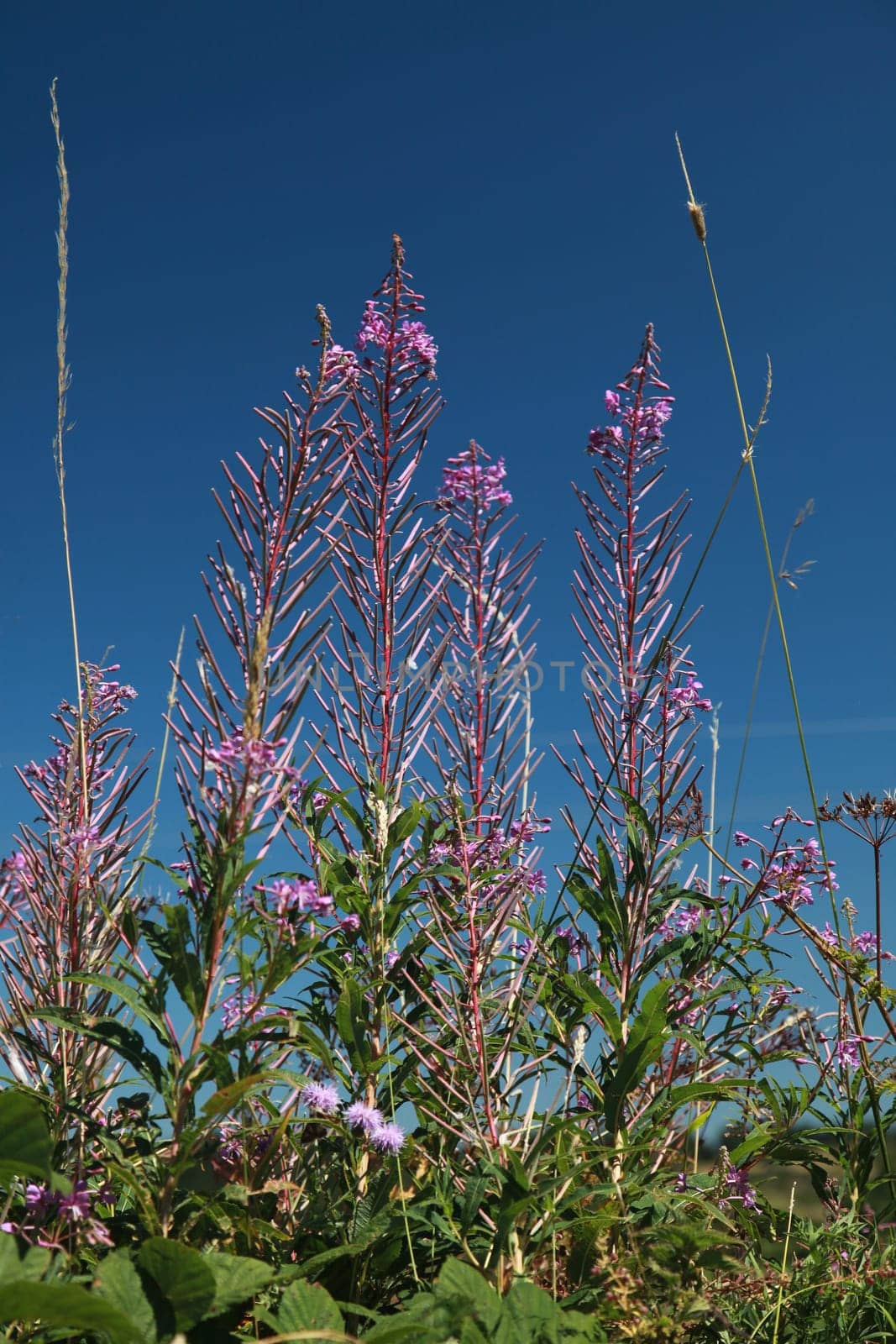 Wood willowherb