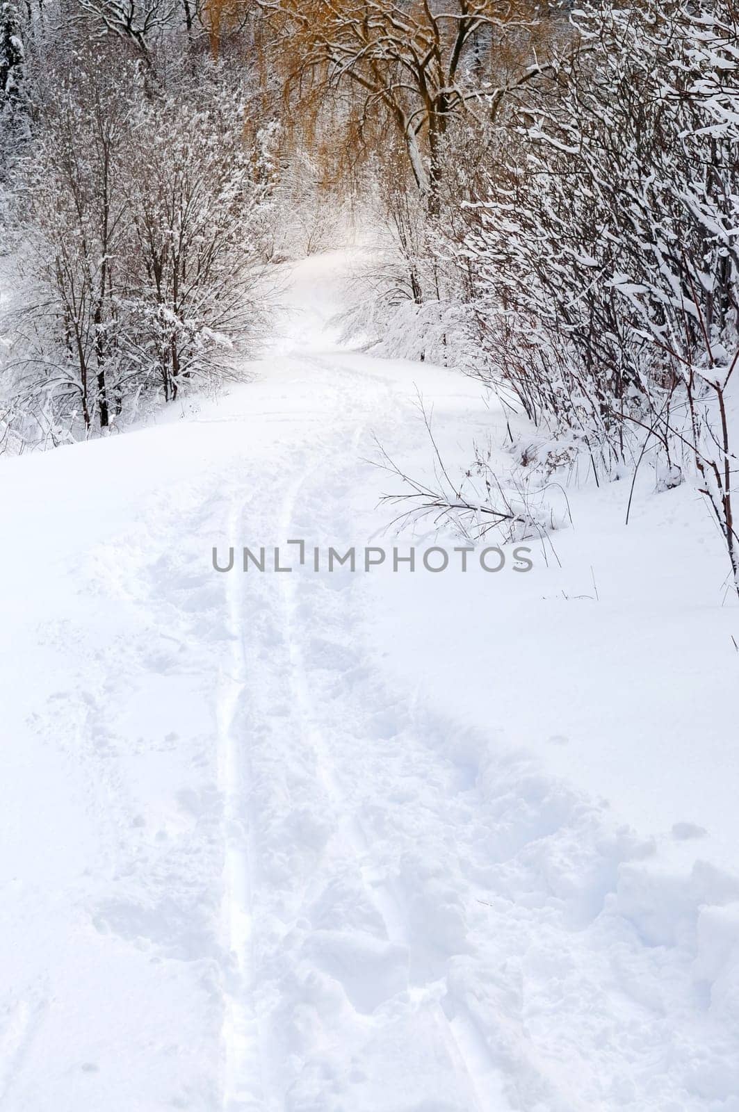 Path in winter forest