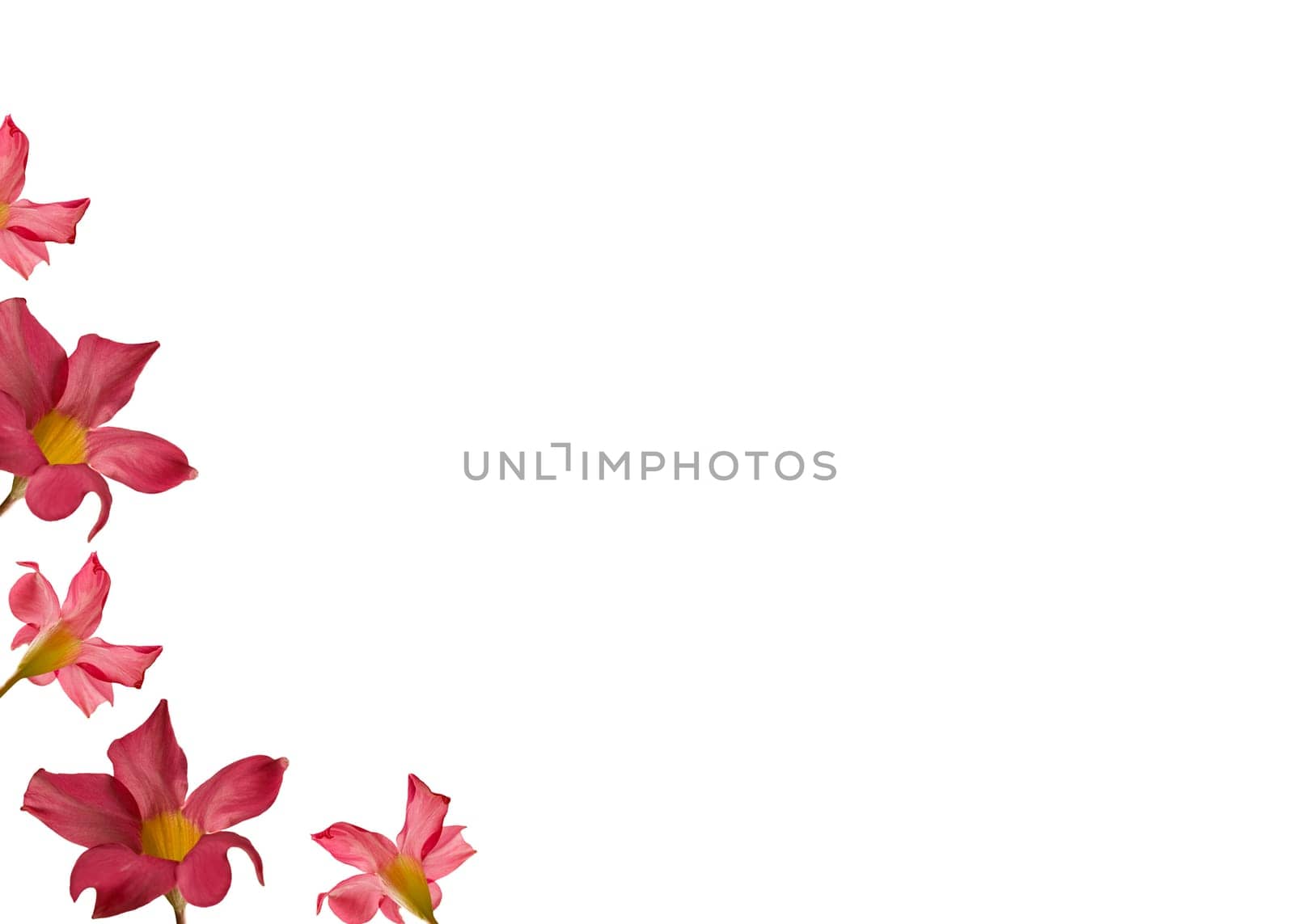 mothers day pink flower frame