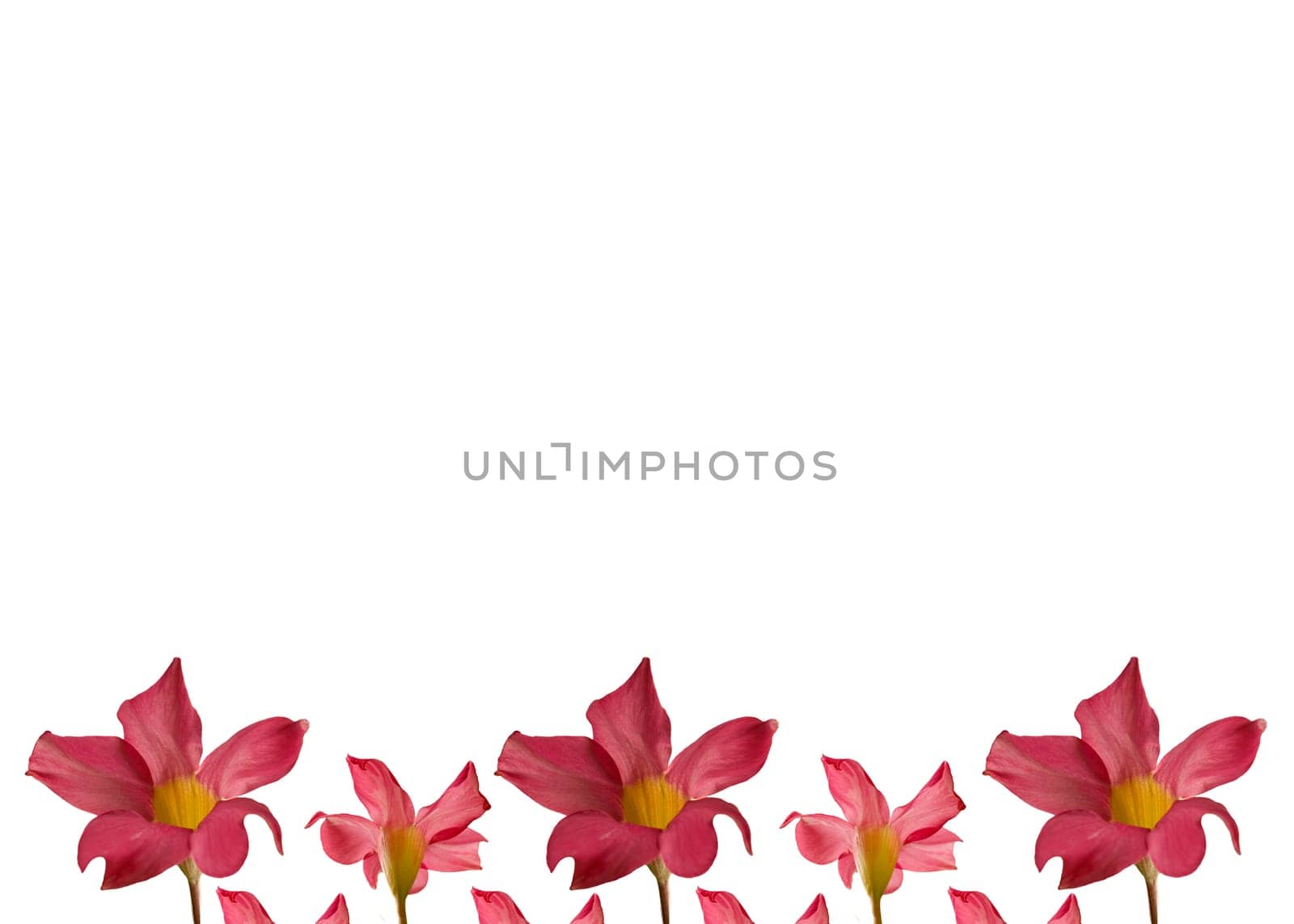 mothers day pink flower frame