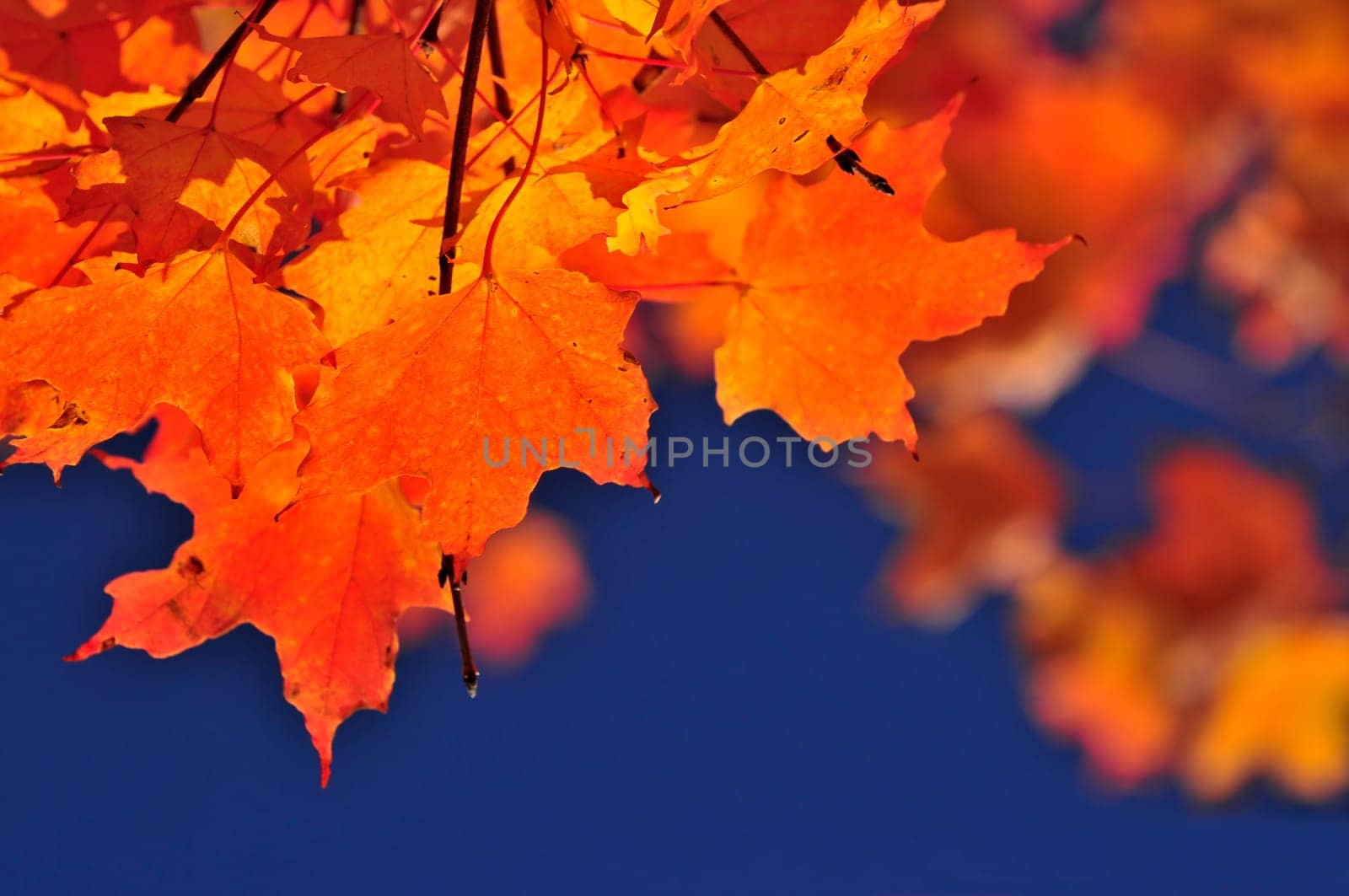 Fall maple leaves