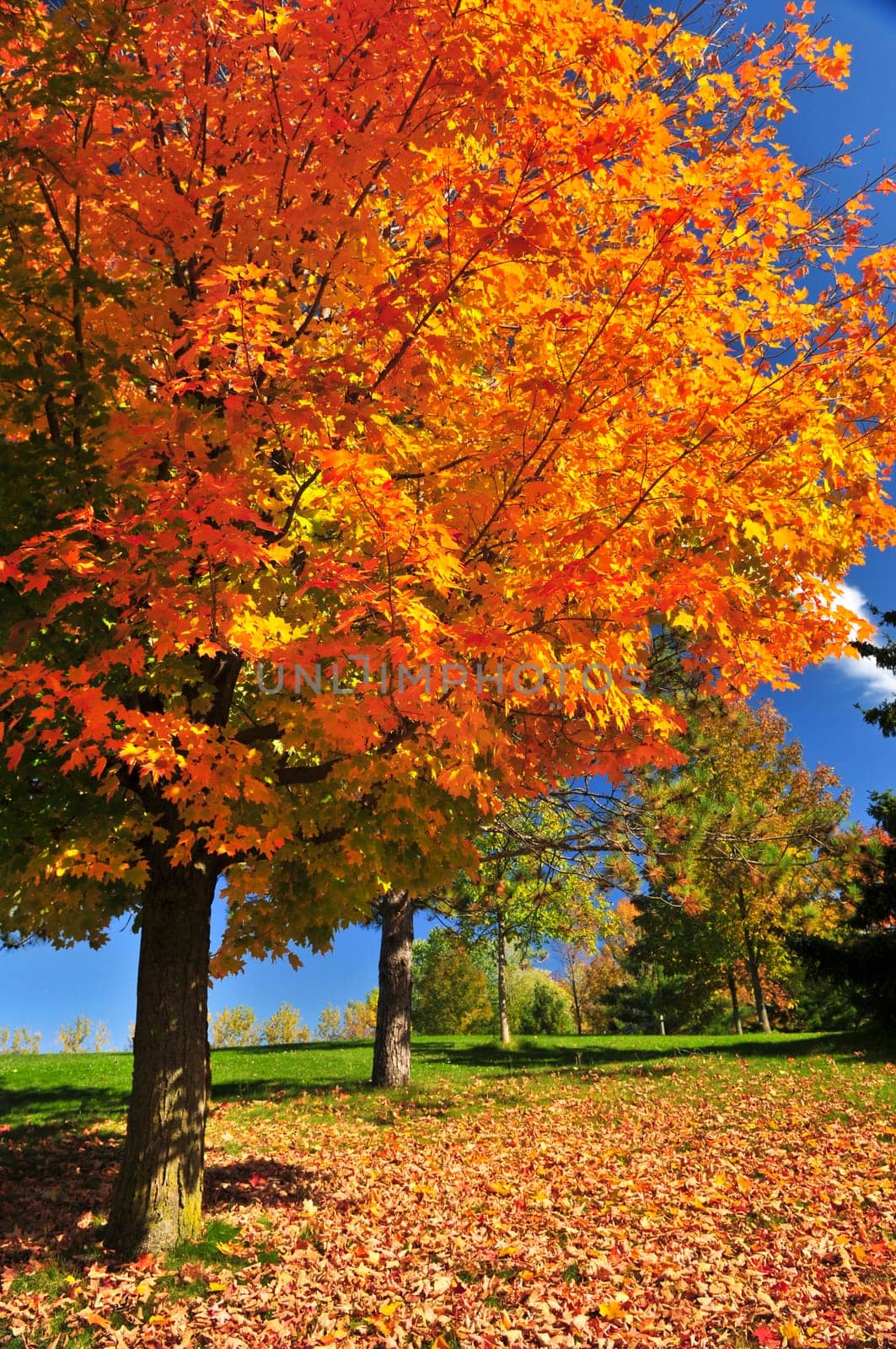 Autumn maple tree