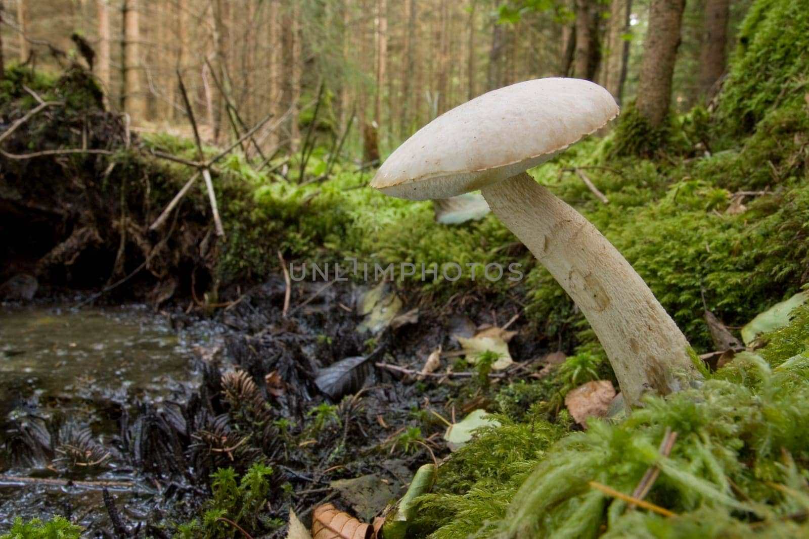 Moor birch mushroom