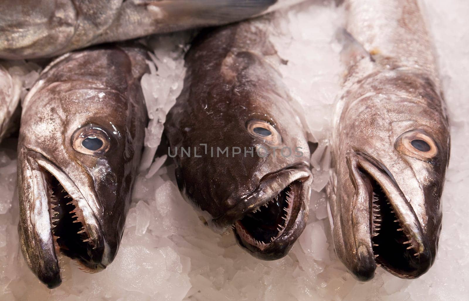 Fresh fish in Spain
