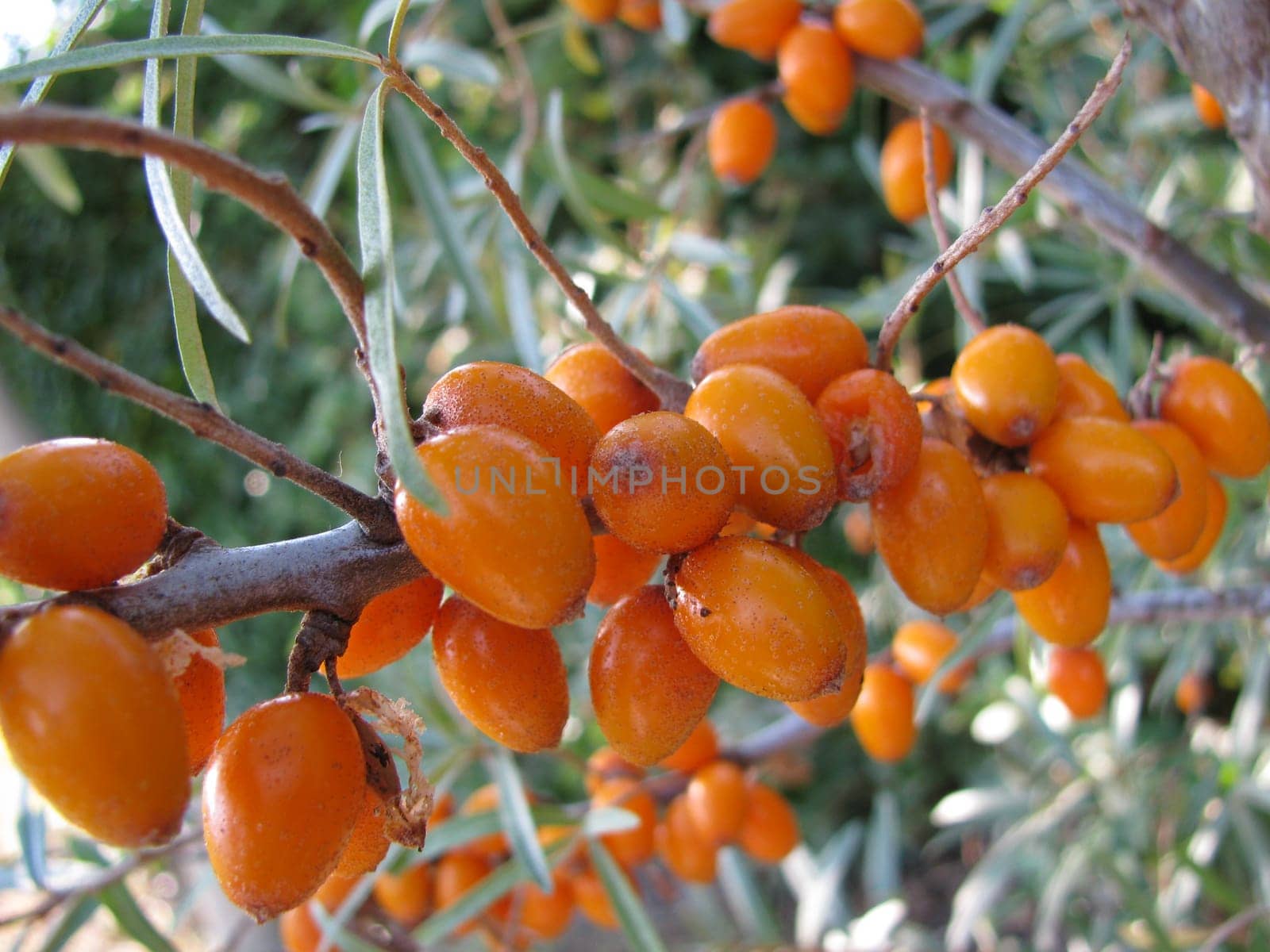 Sea buckthorn,Hippophae rhamnoides